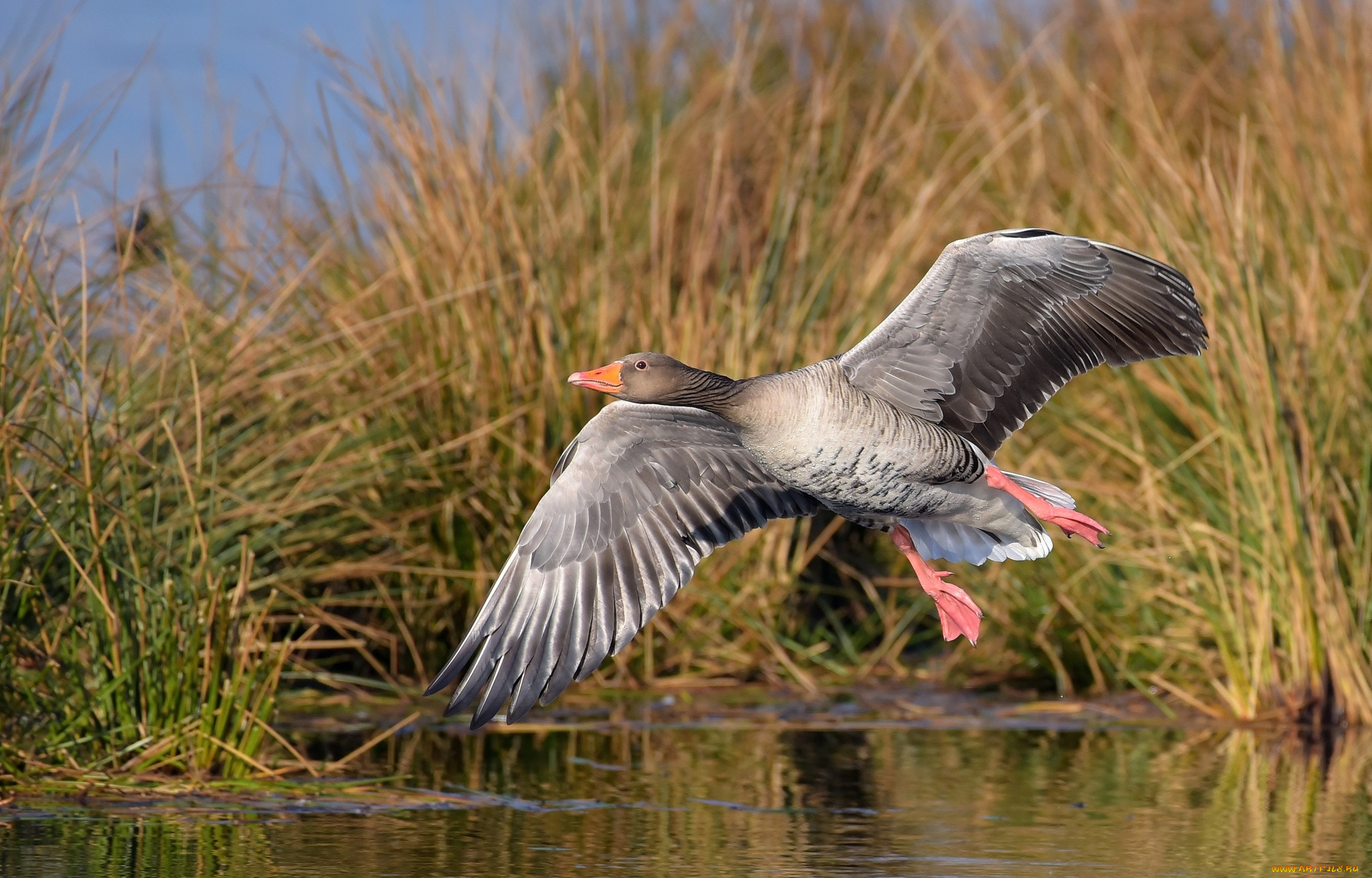животные, утки, птичка