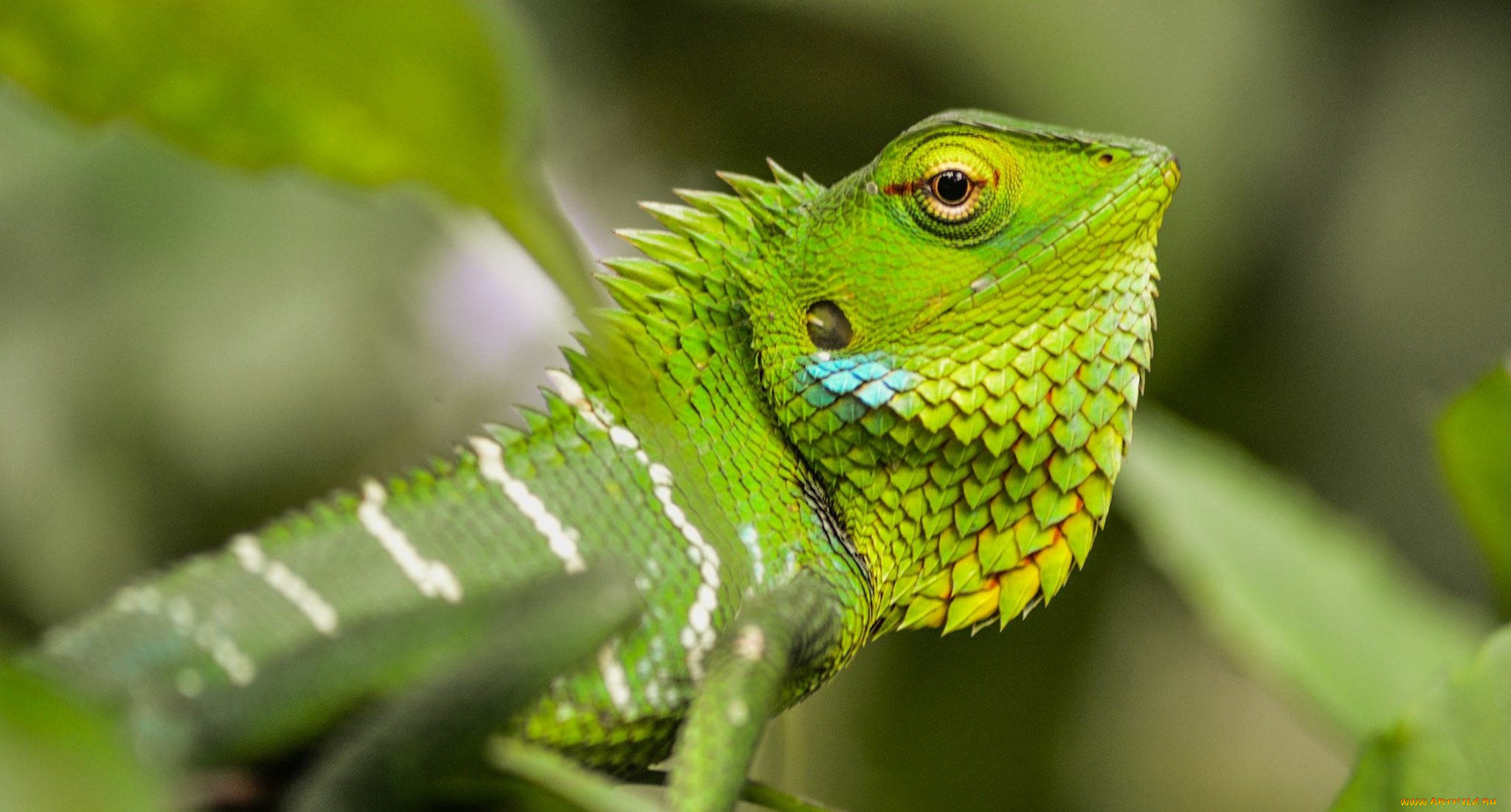 животные, Ящерицы, , игуаны, , вараны, ящерка