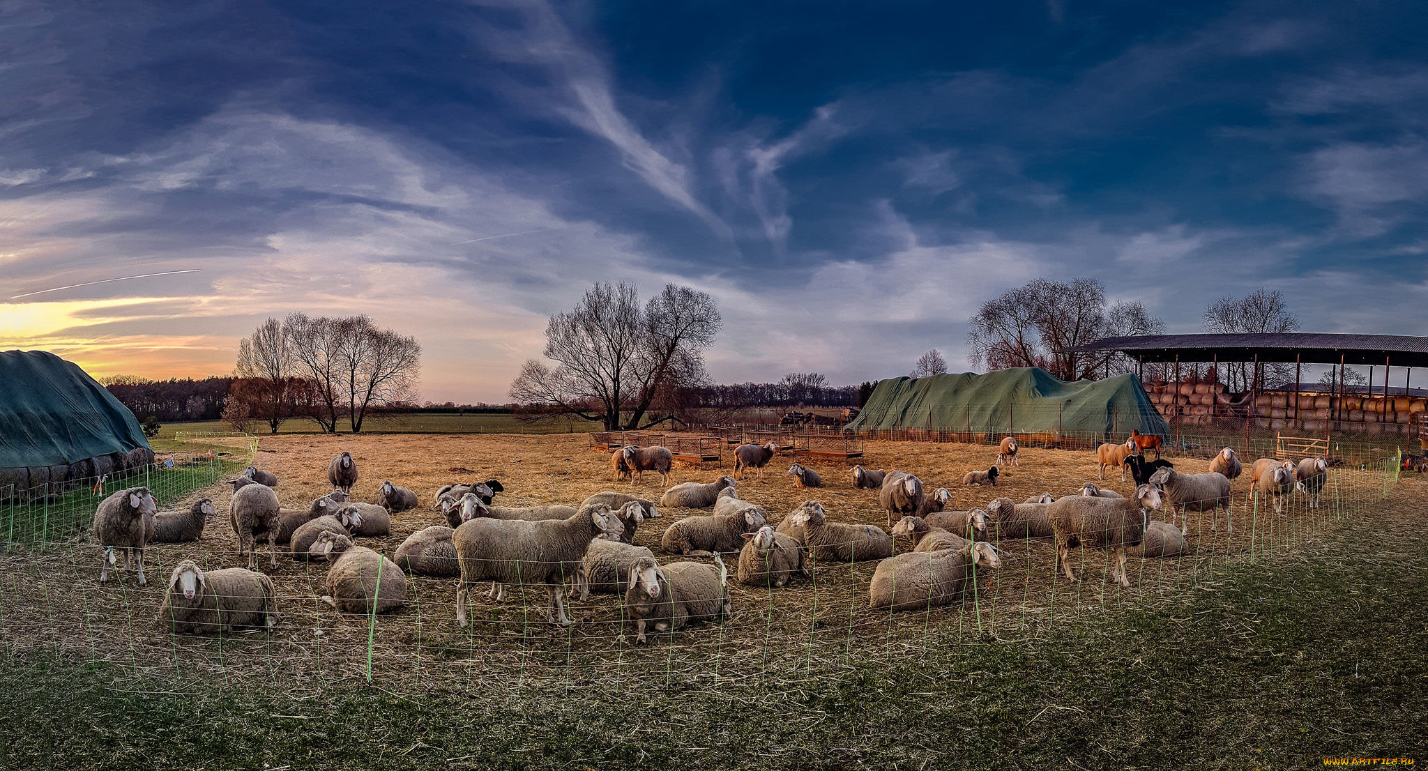 животные, овцы, , бараны, загон