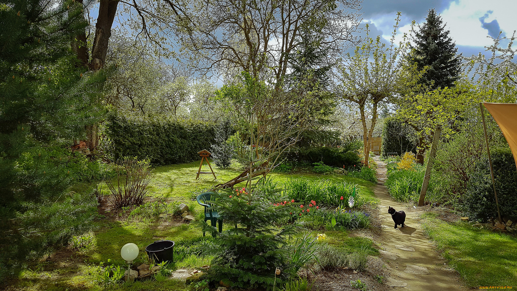 животные, коты, киса