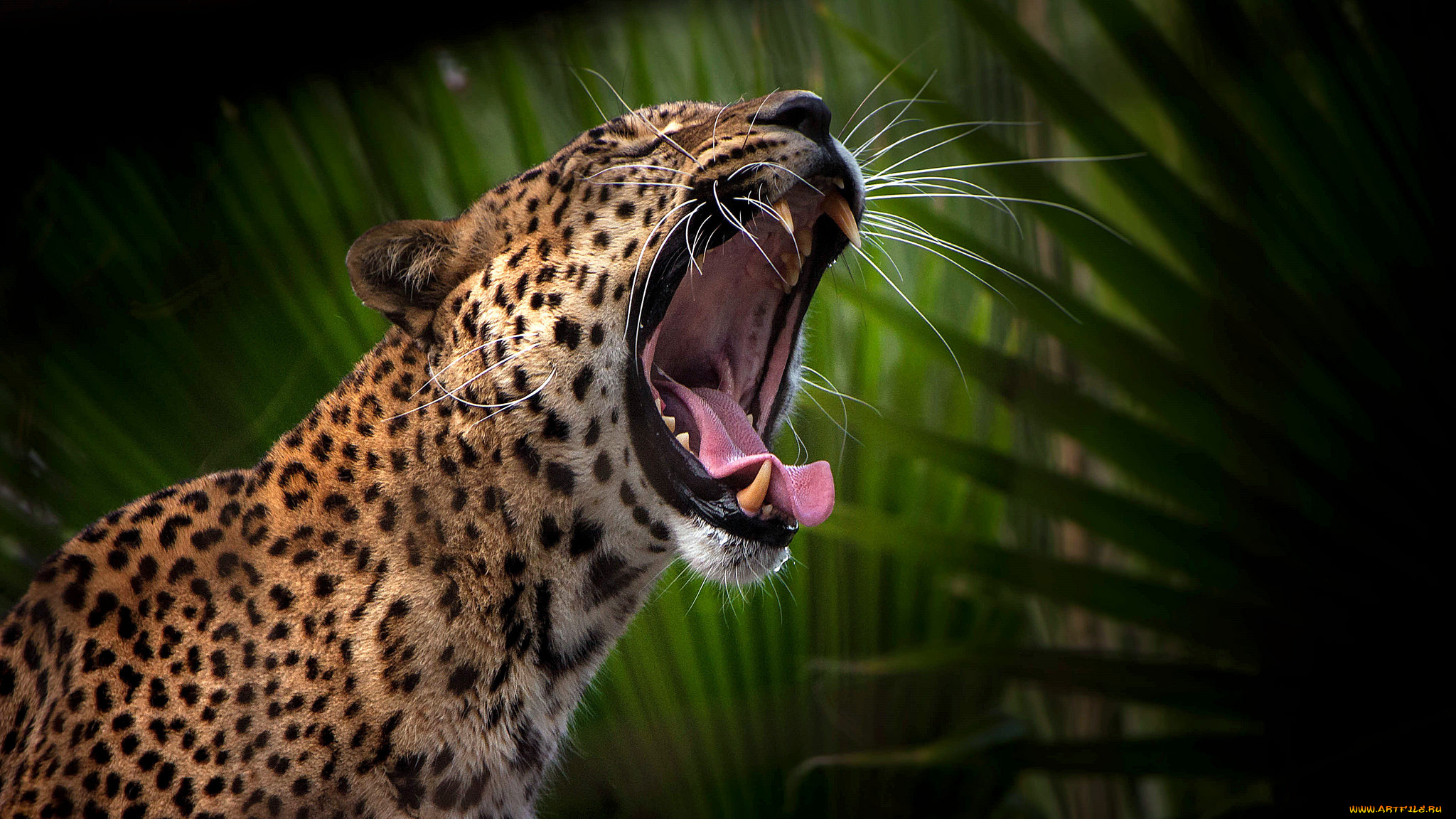 животные, леопарды, хищник