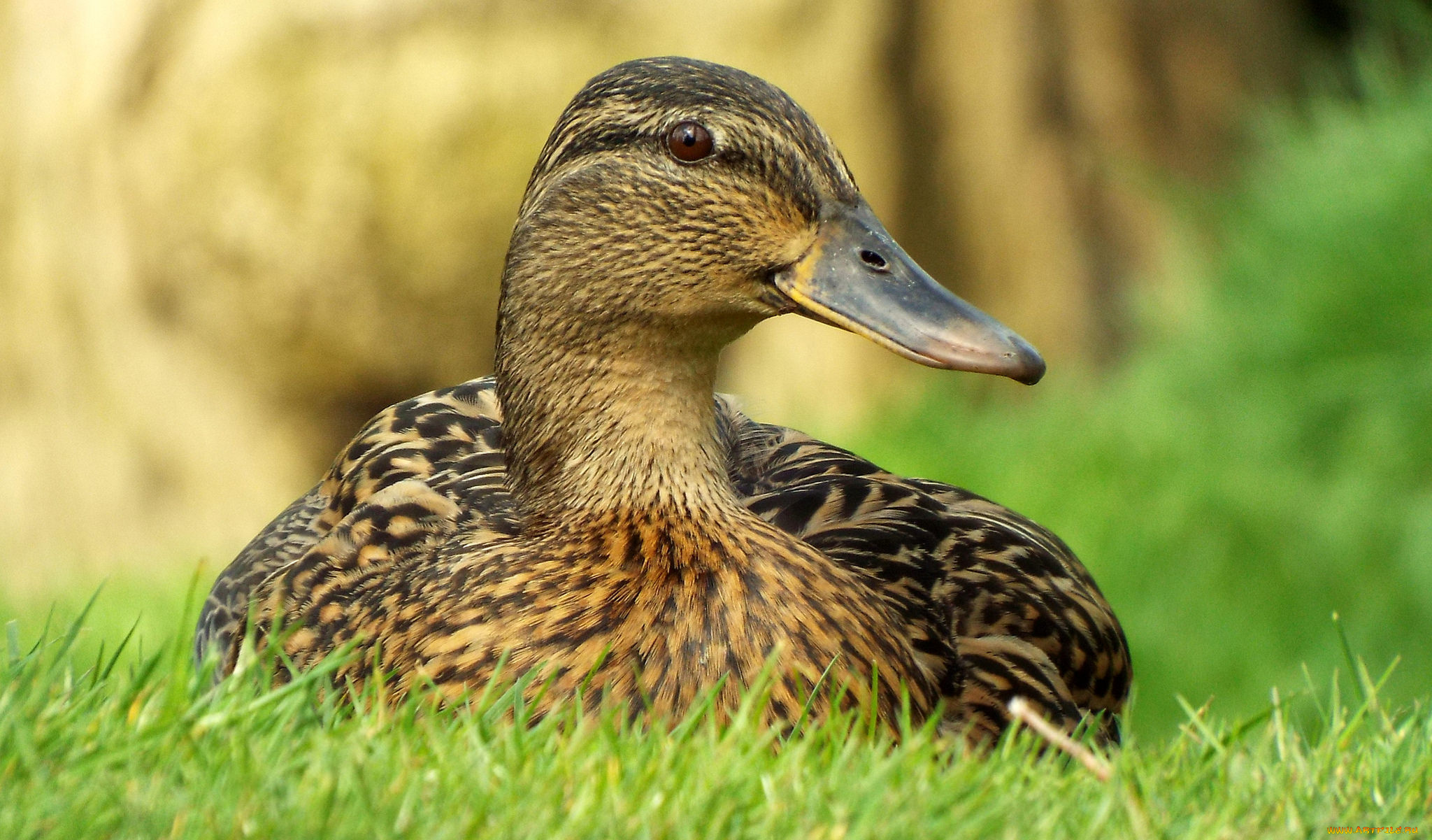 животные, утки, птичка