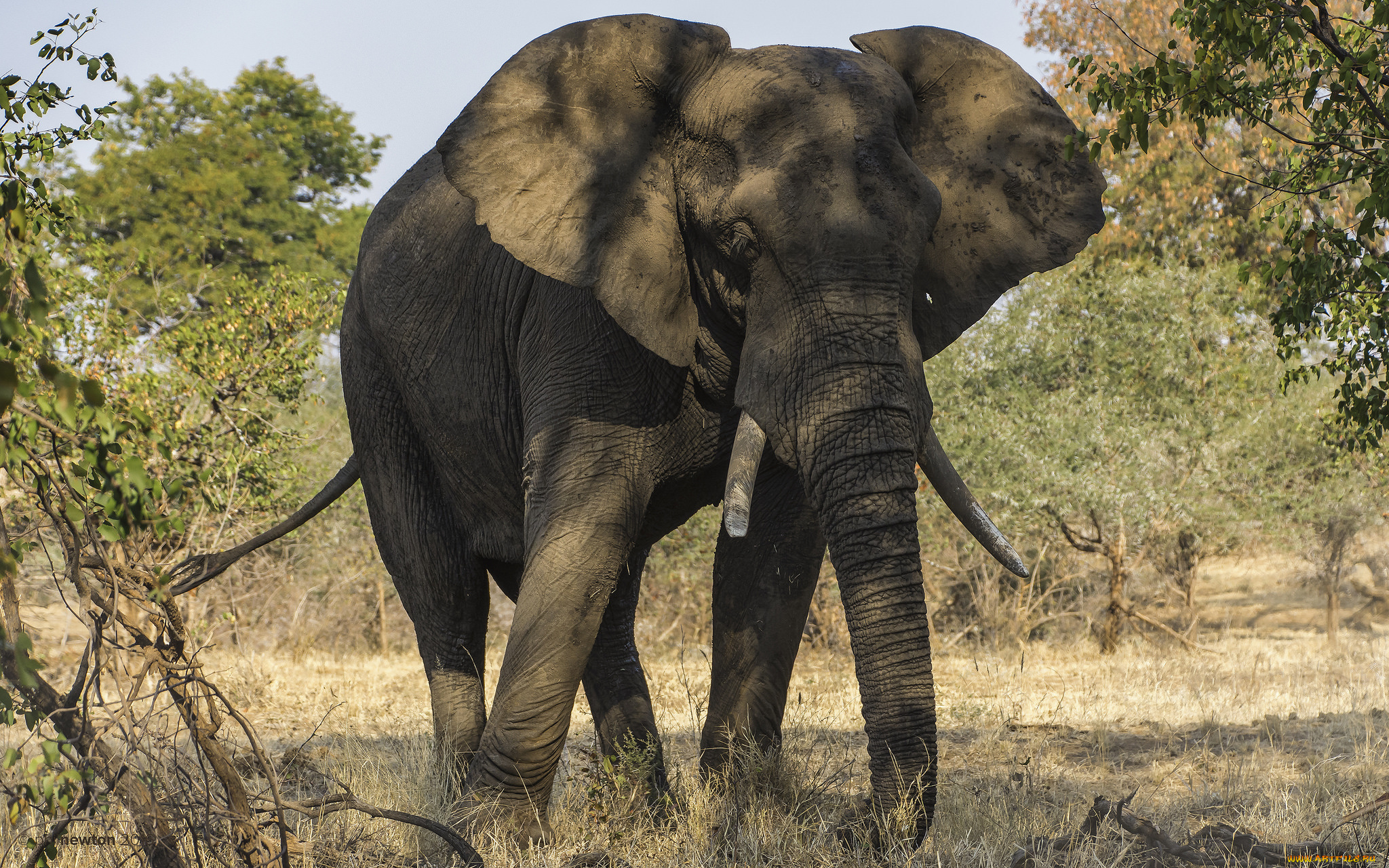 животные, слоны, слон