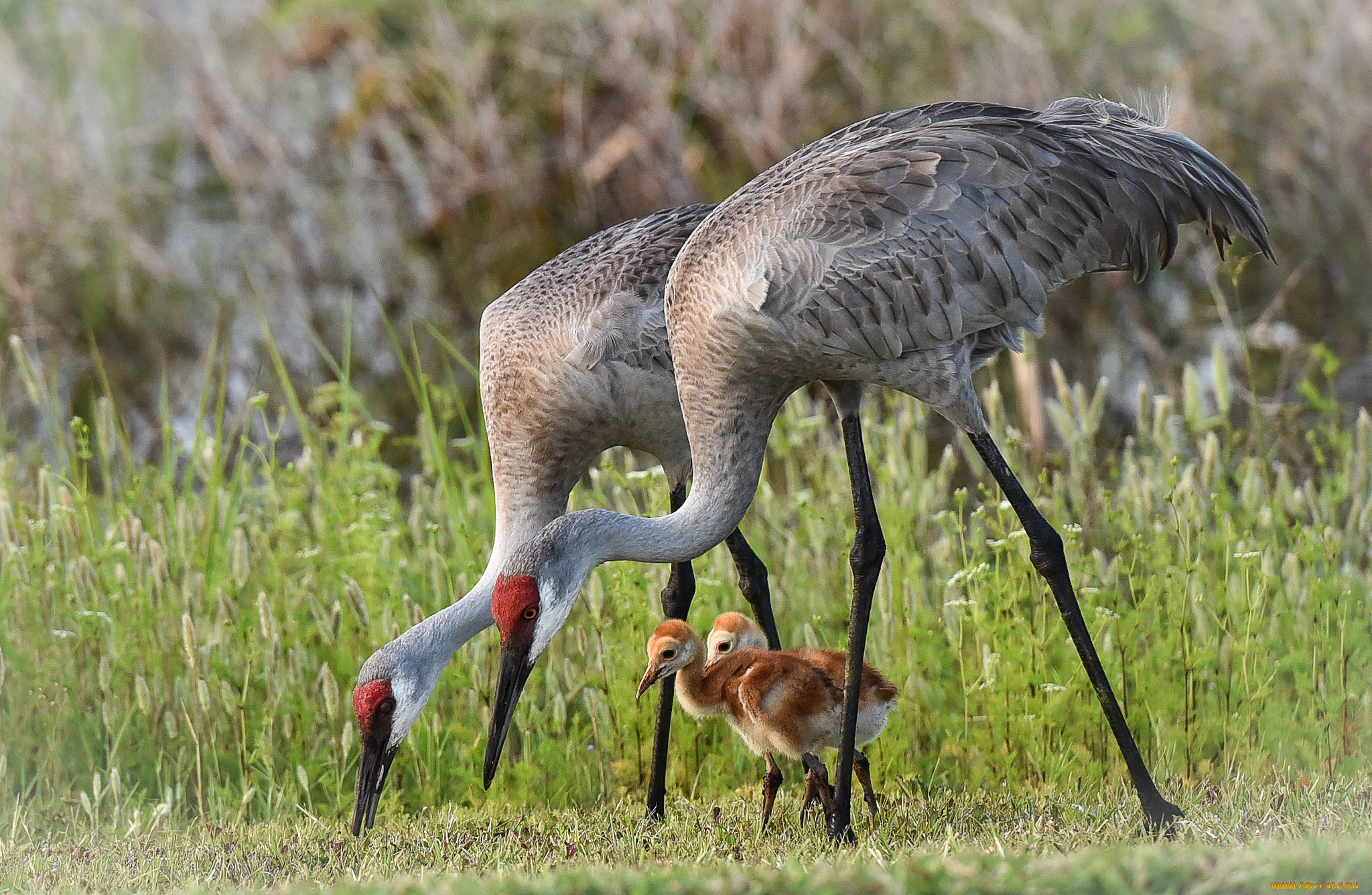 животные, журавли, птичка