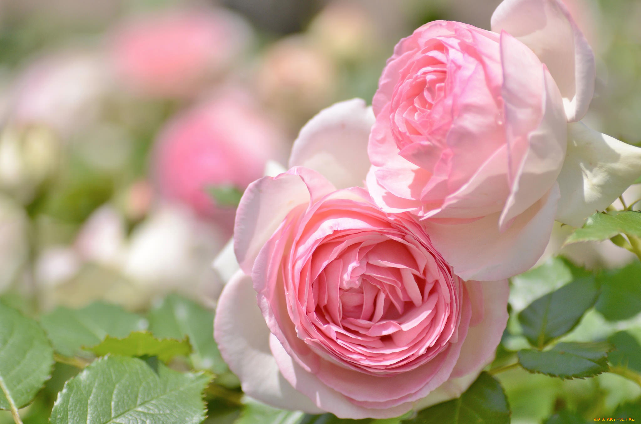 цветы, розы