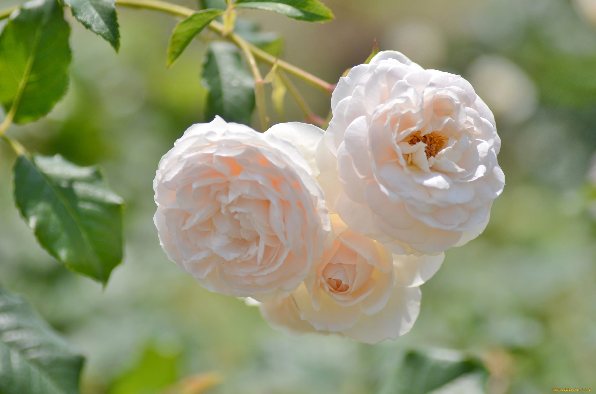 цветы, розы, макро, бежевый