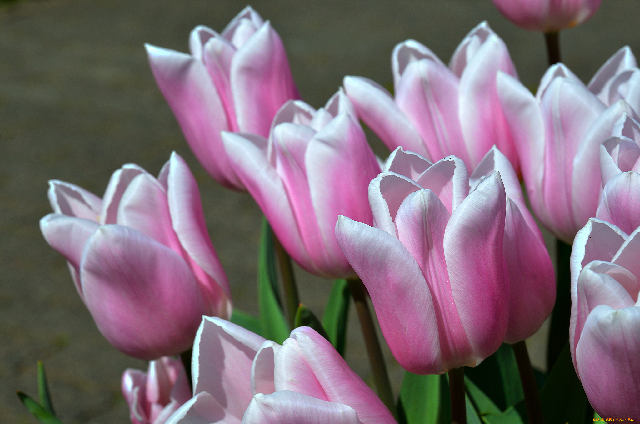 цветы, тюльпаны, бутоны, макро