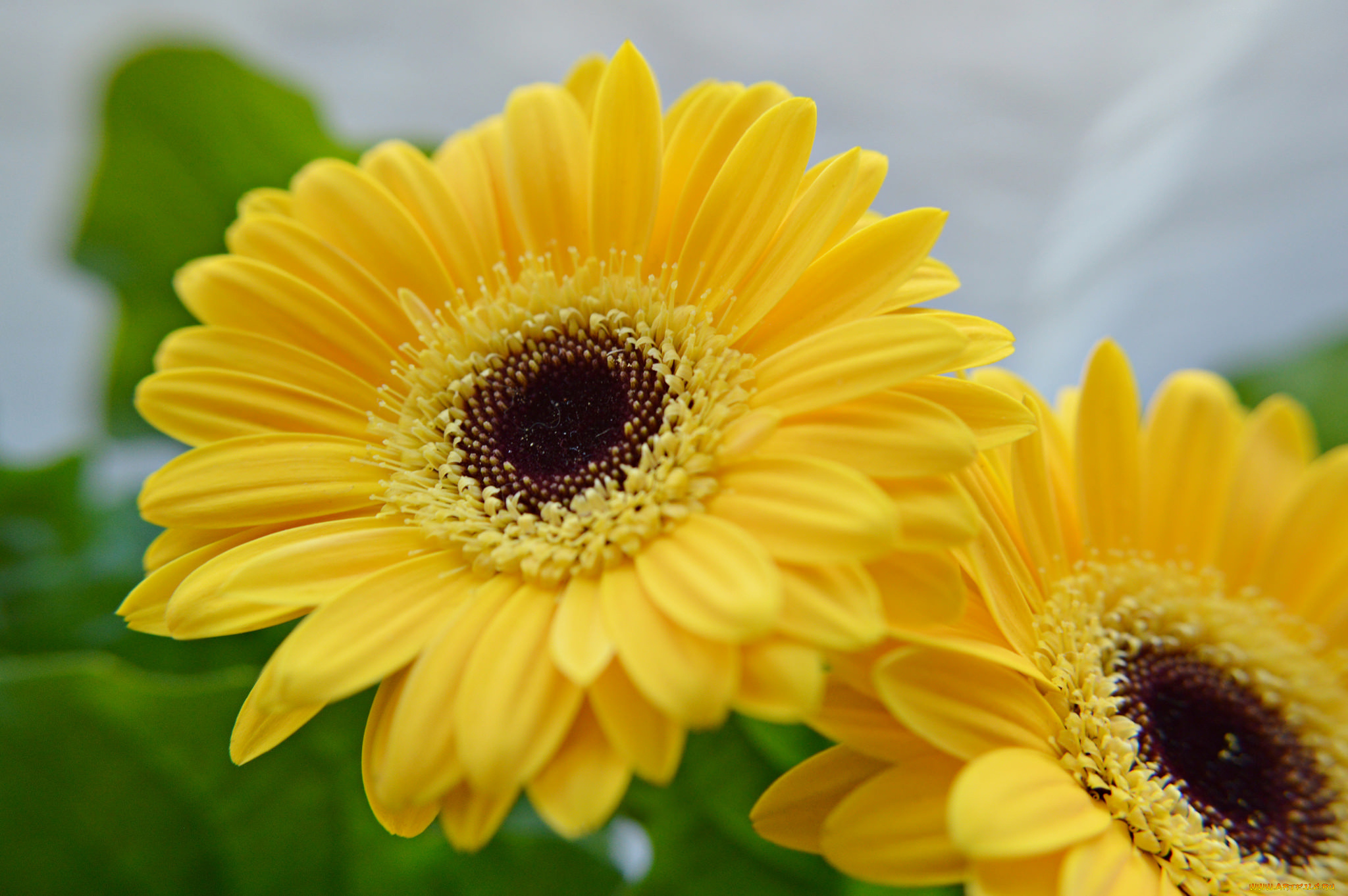 цветы, герберы, жёлтые, дуэт, макро