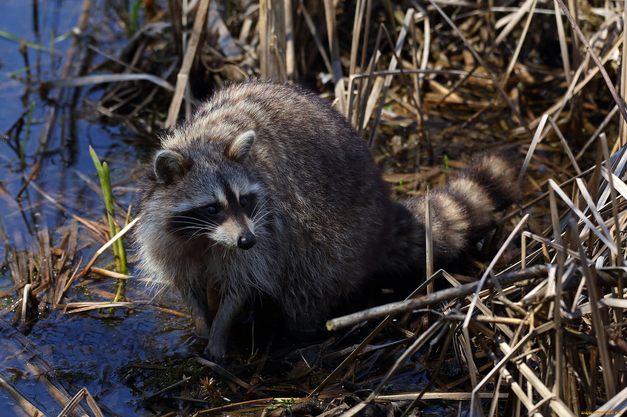 животные, еноты, енот
