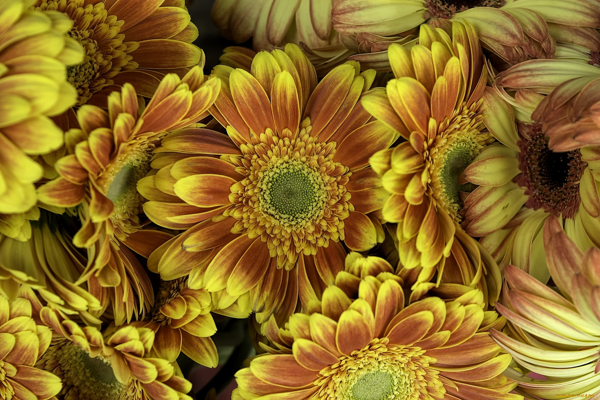 цветы, герберы, кот, кошка, мордочка, взгляд, портрет