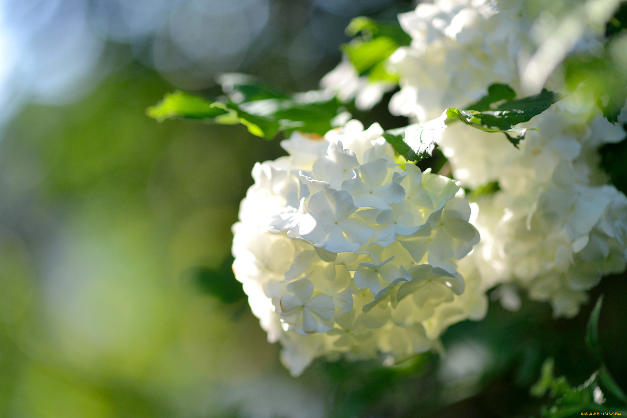 цветы, калина, , бульдонеж, соцветие, макро, боке