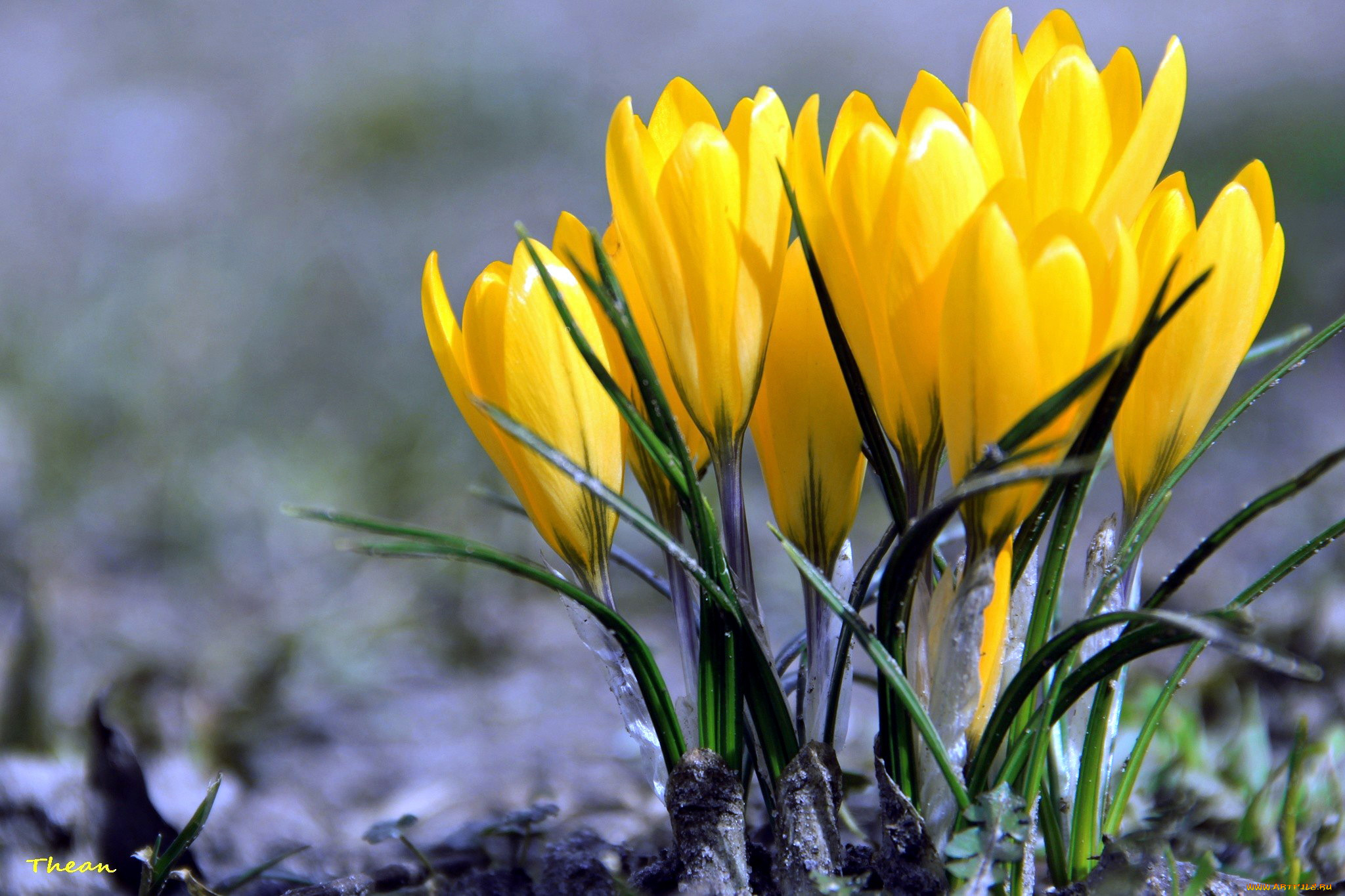 цветы, крокусы, желтый