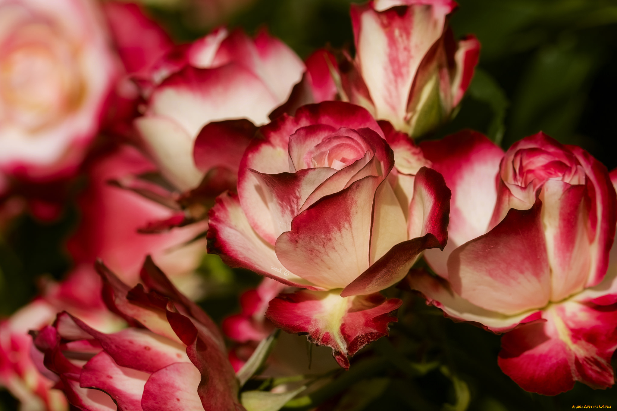 цветы, розы, бутоны, лепестки, макро