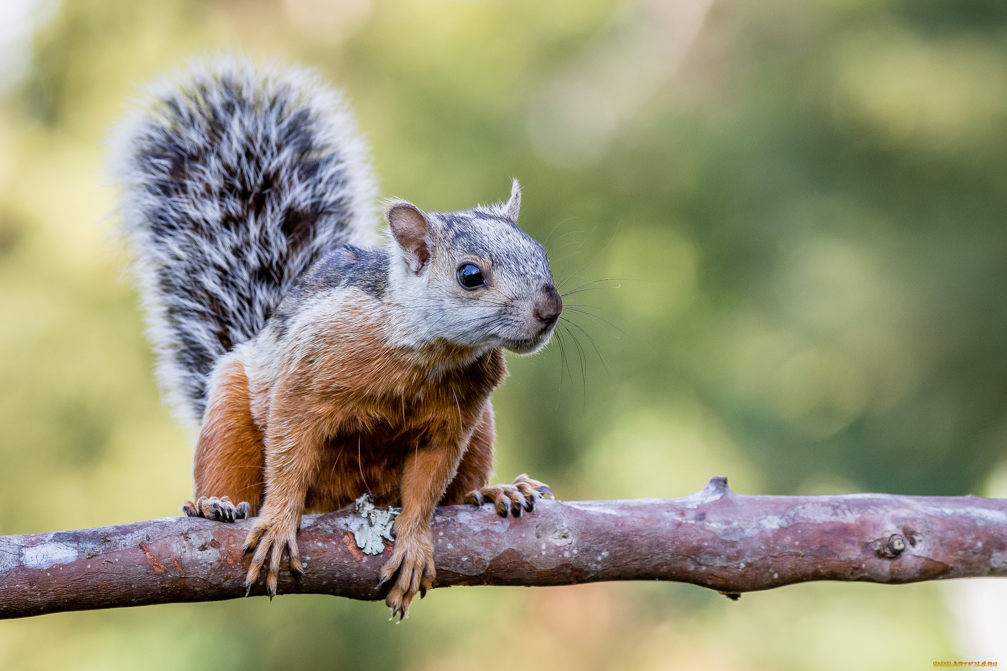 животные, белки, белка