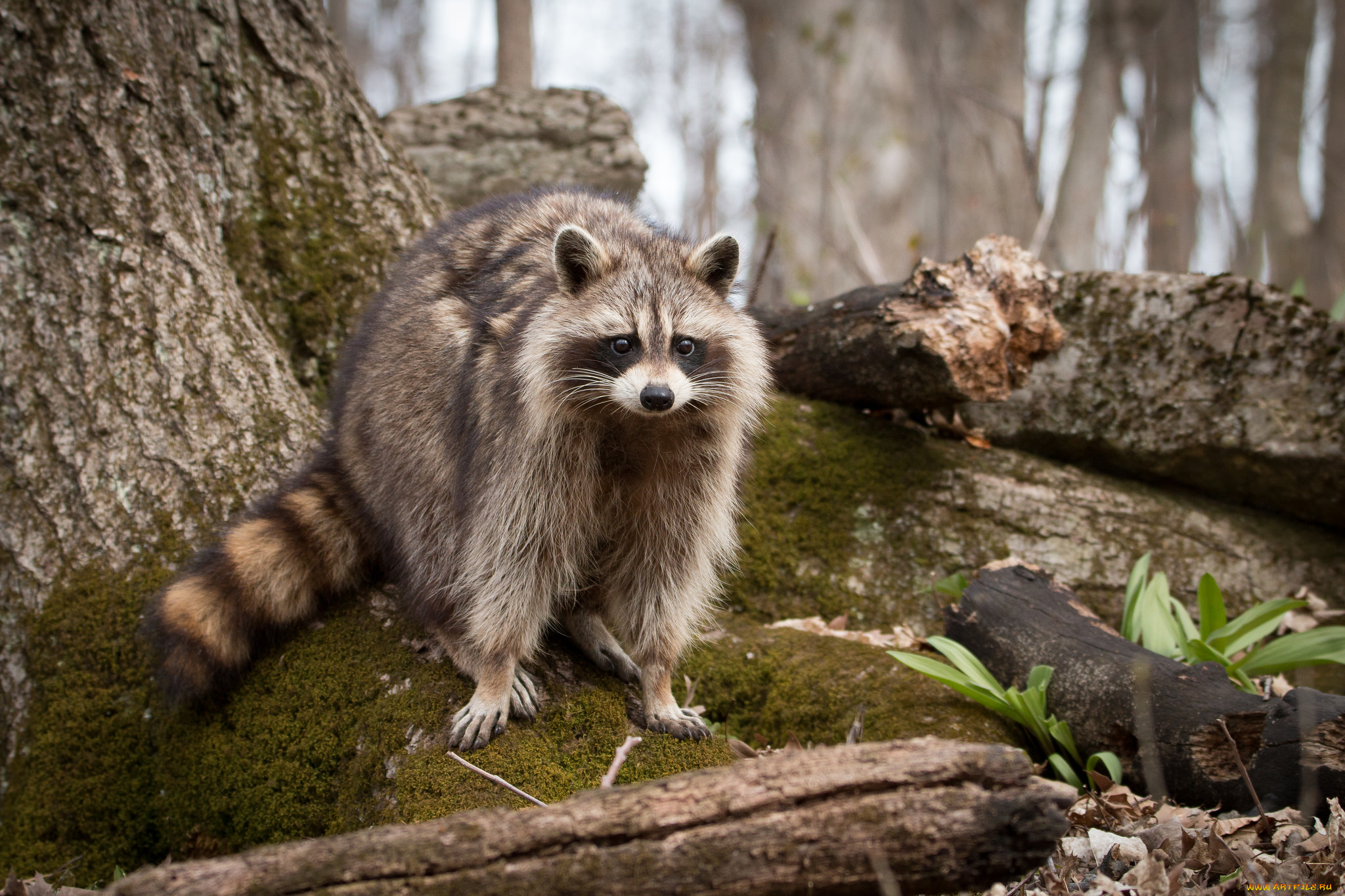 животные, еноты, енот