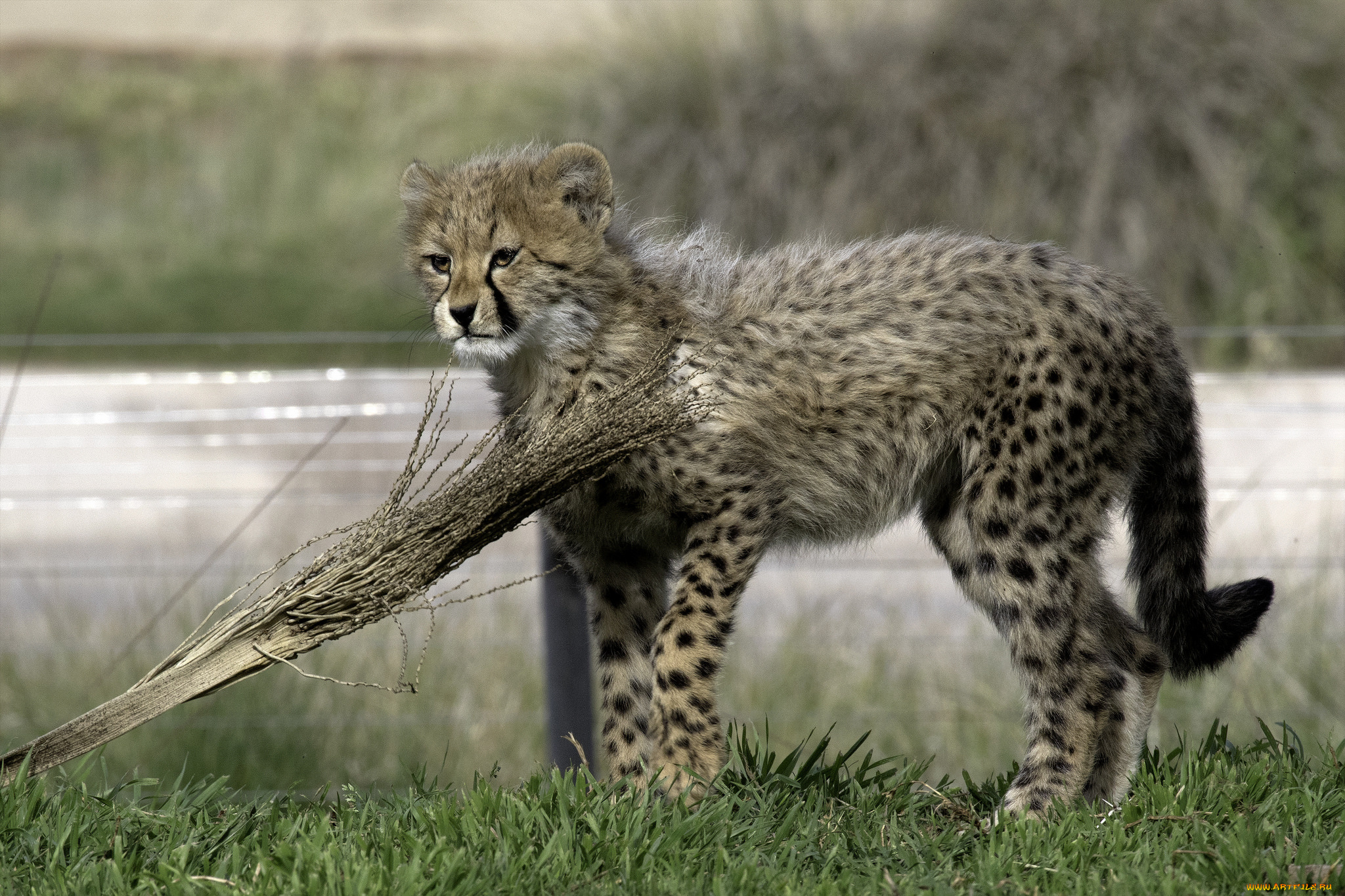 животные, гепарды, котенок