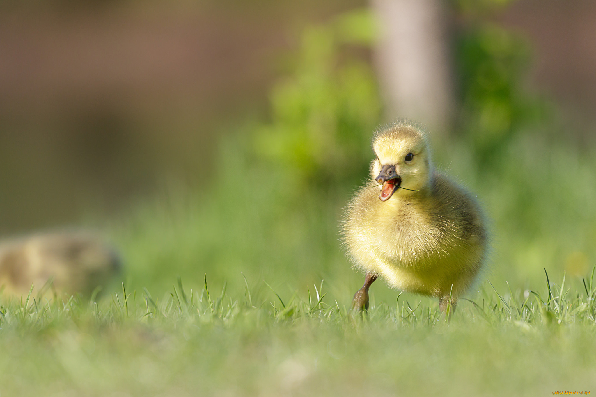 животные, гуси, гусёнок
