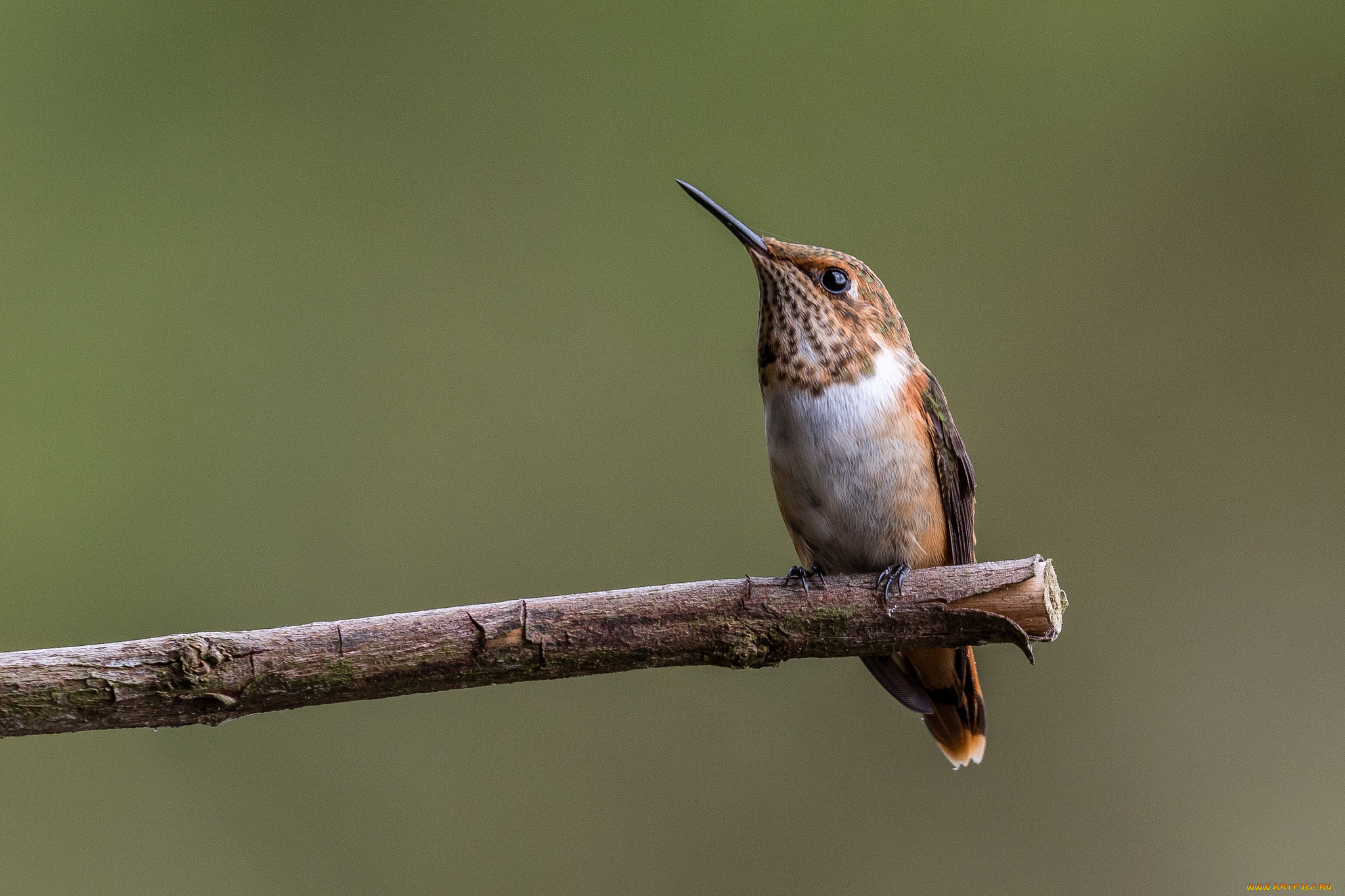 животные, колибри, птичка