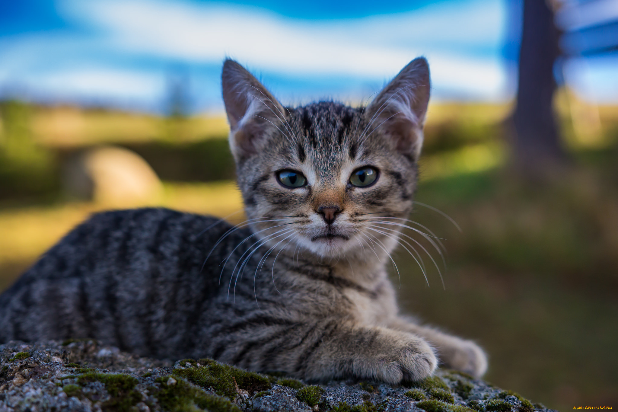 животные, коты, киса