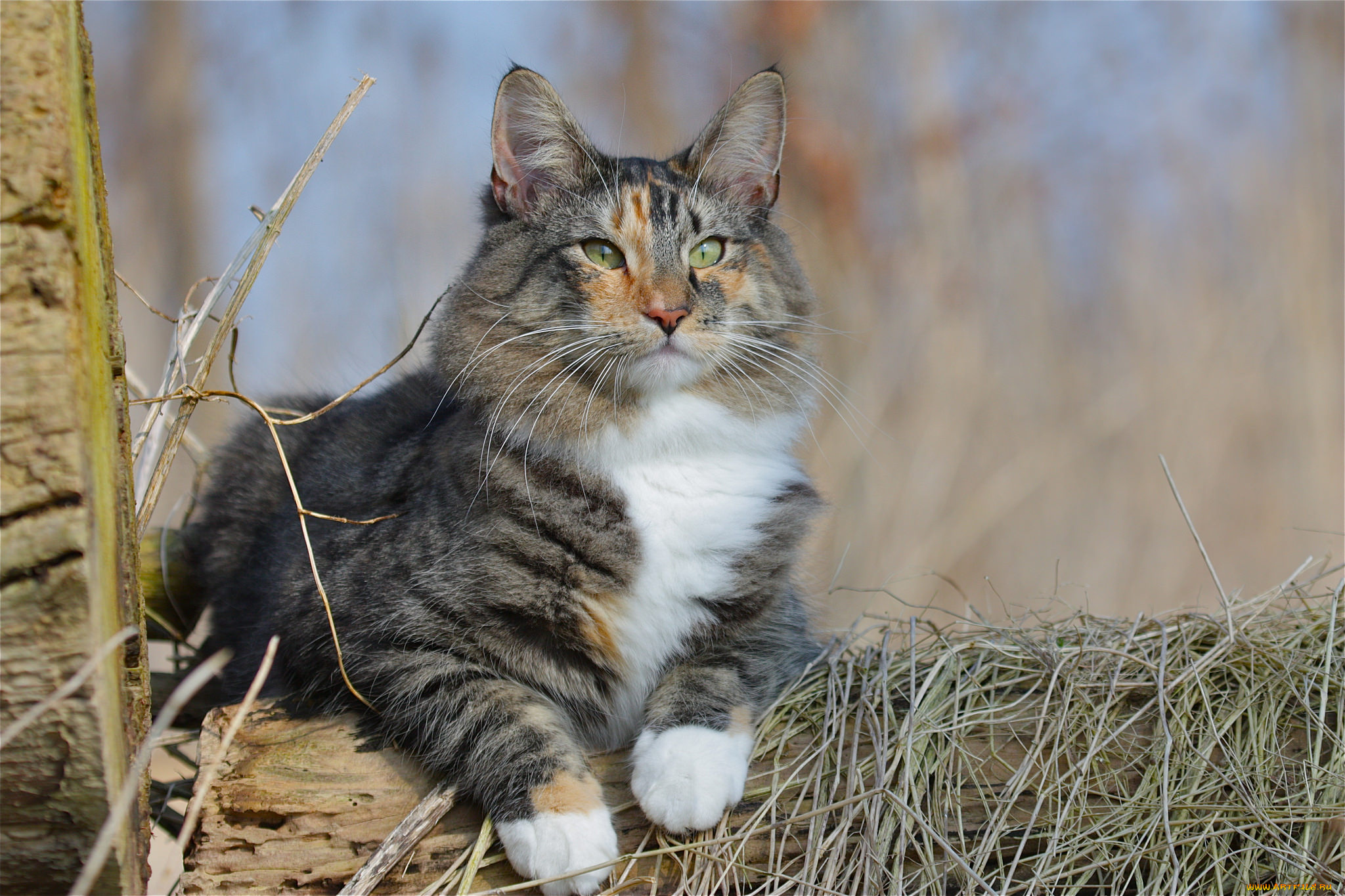 животные, коты, киса