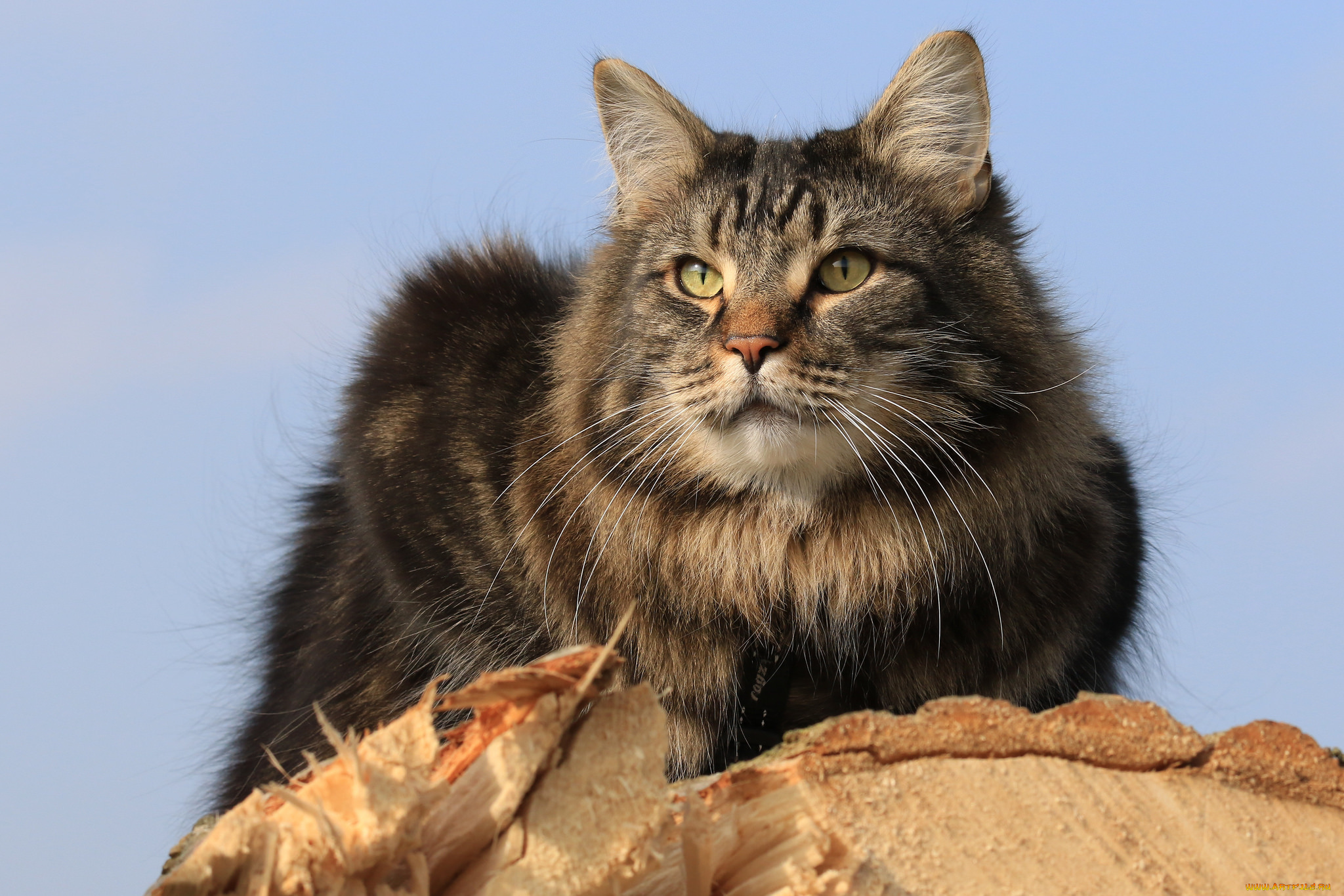 животные, коты, киса