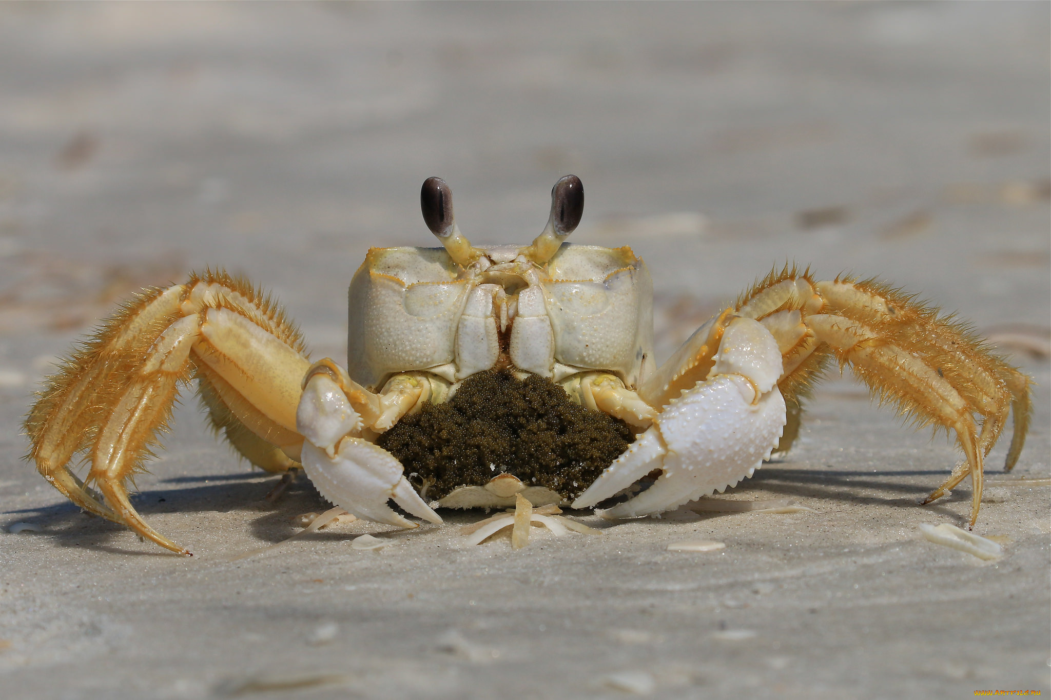 животные, крабы, , раки, краб