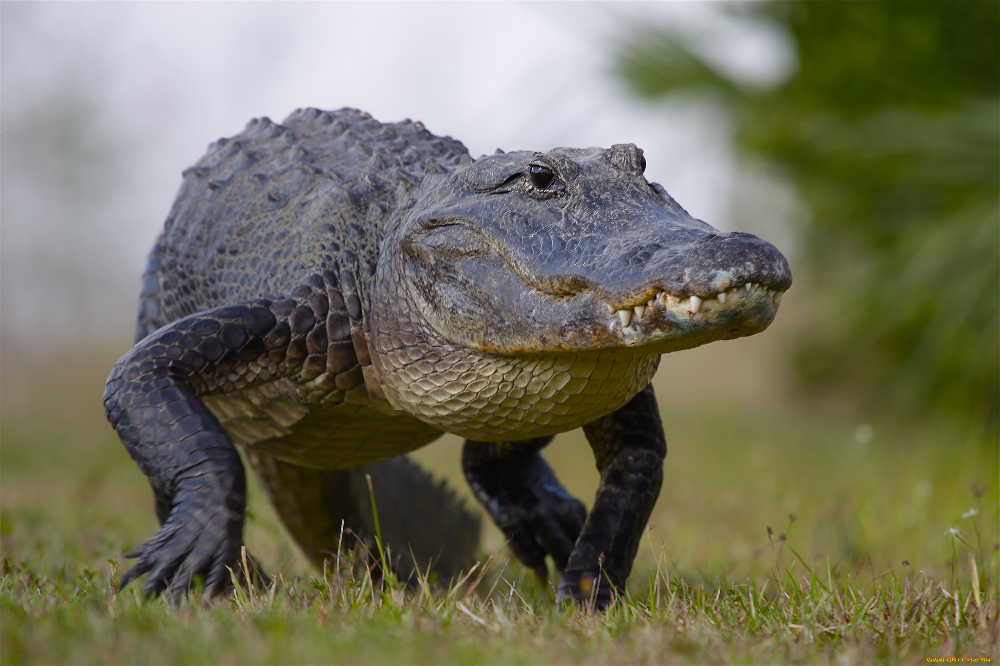 животные, крокодилы, крокодил