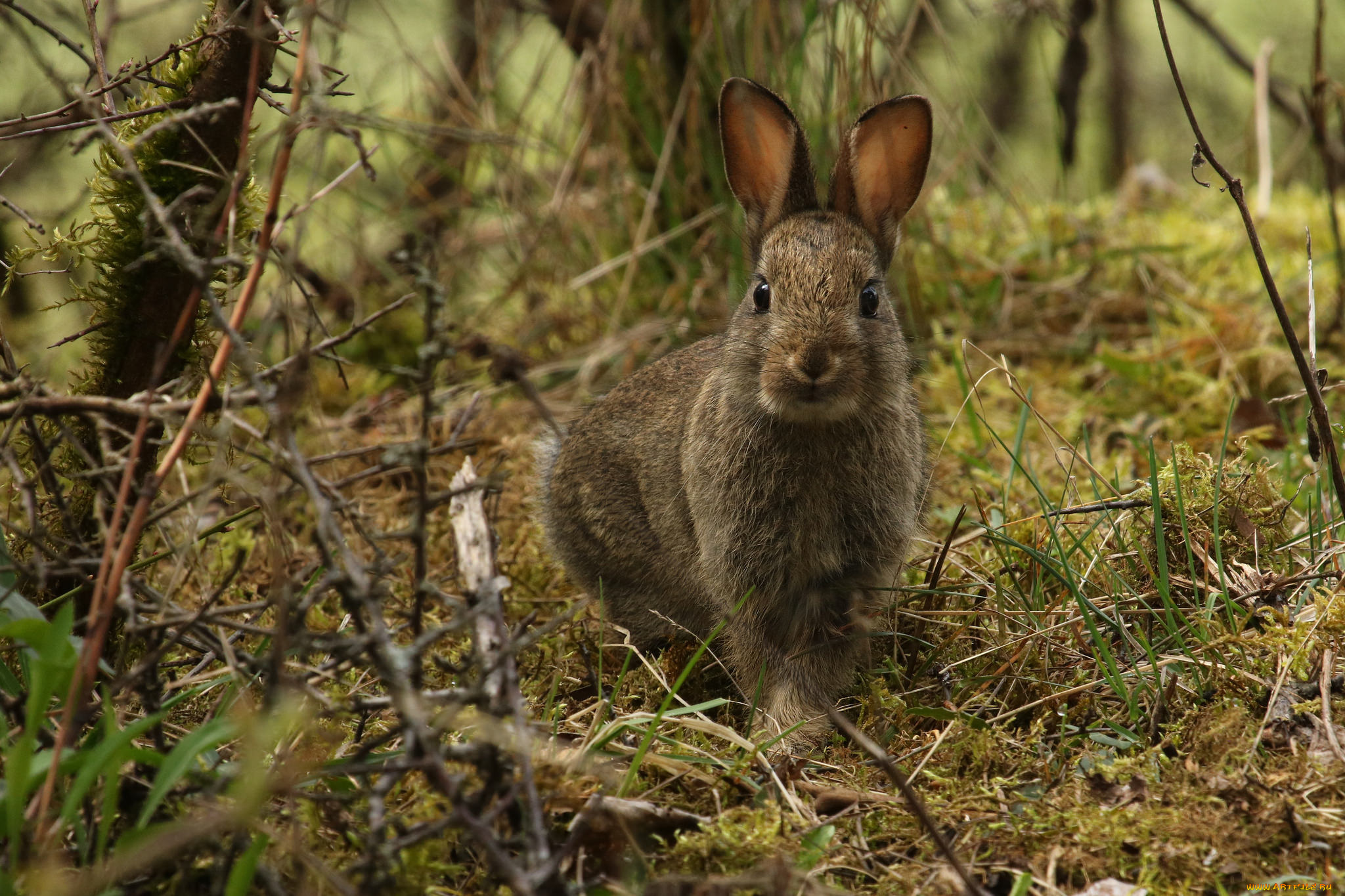 животные, кролики, , зайцы, зайчик