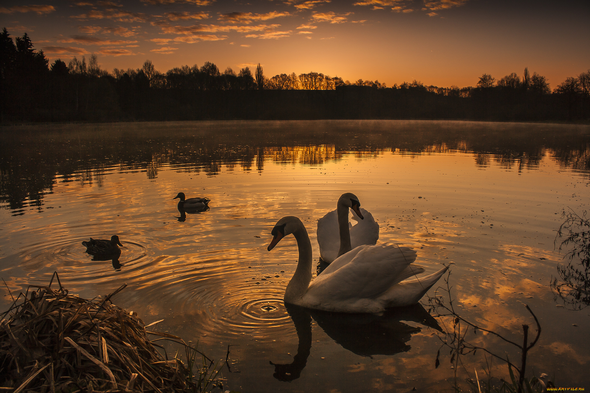 животные, лебеди, птичка