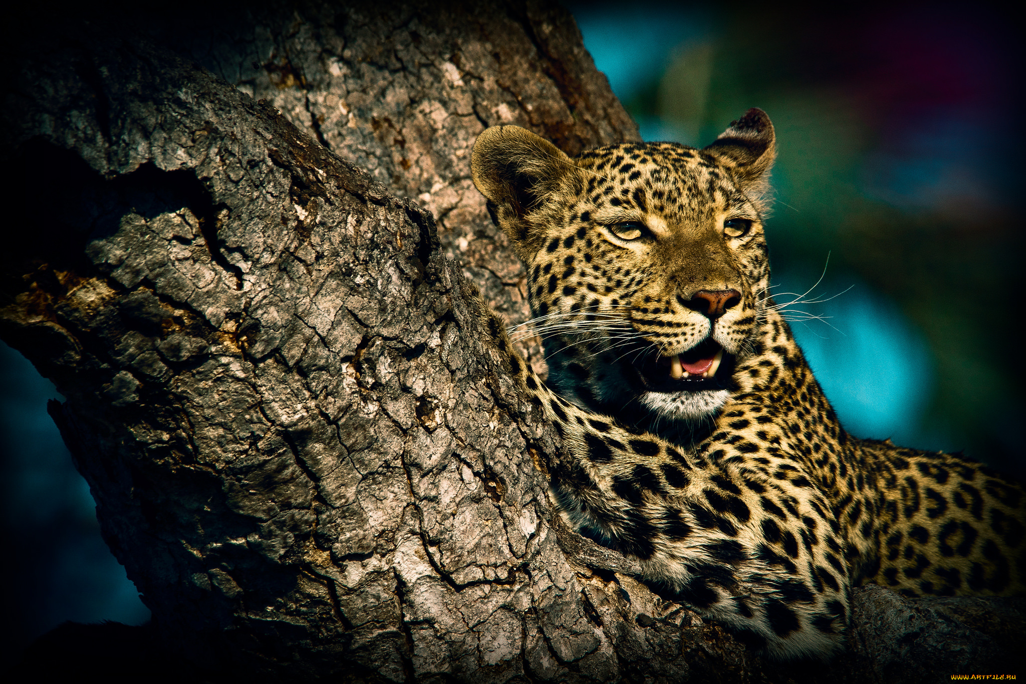 животные, леопарды, хищник