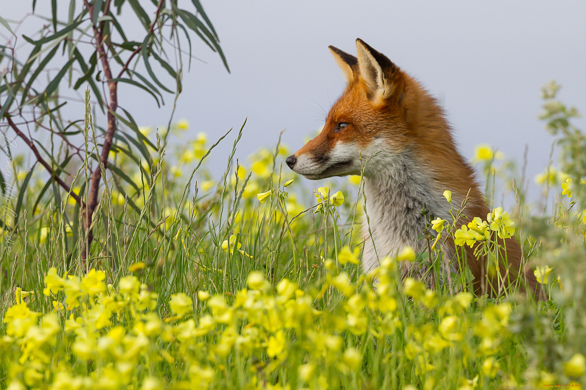 животные, лисы, лисичка