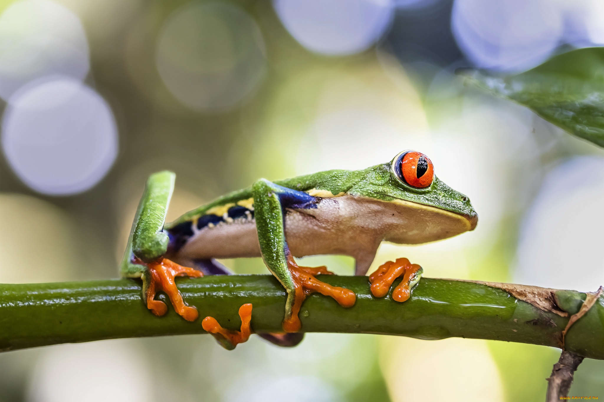 животные, лягушки, лягушка
