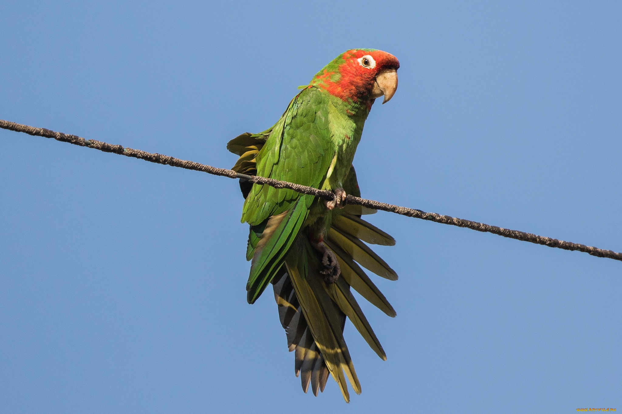 животные, попугаи, птичка