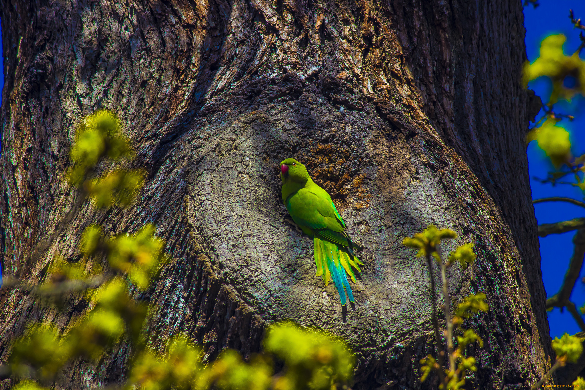 животные, попугаи, птичка
