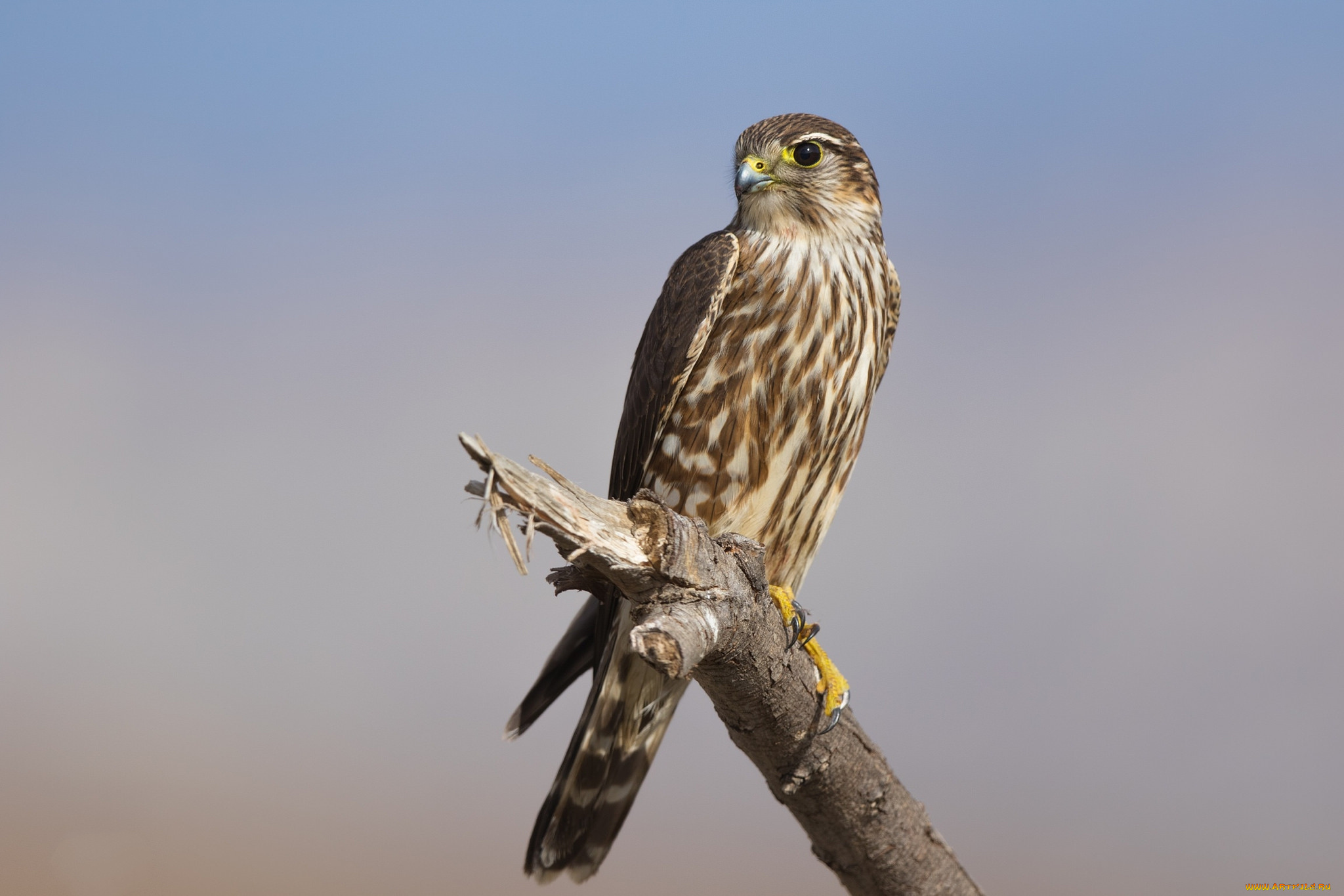 животные, птицы, -, хищники, птичка