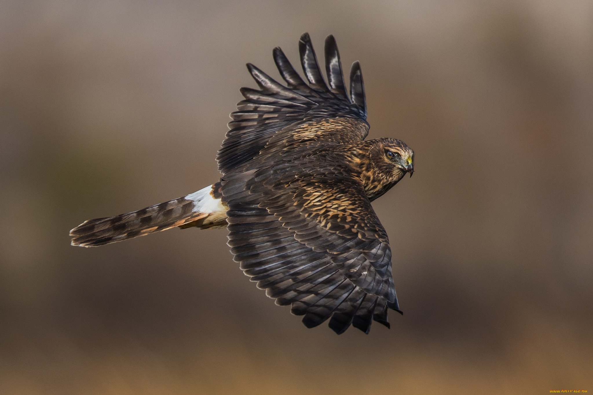 животные, птицы, -, хищники, птичка