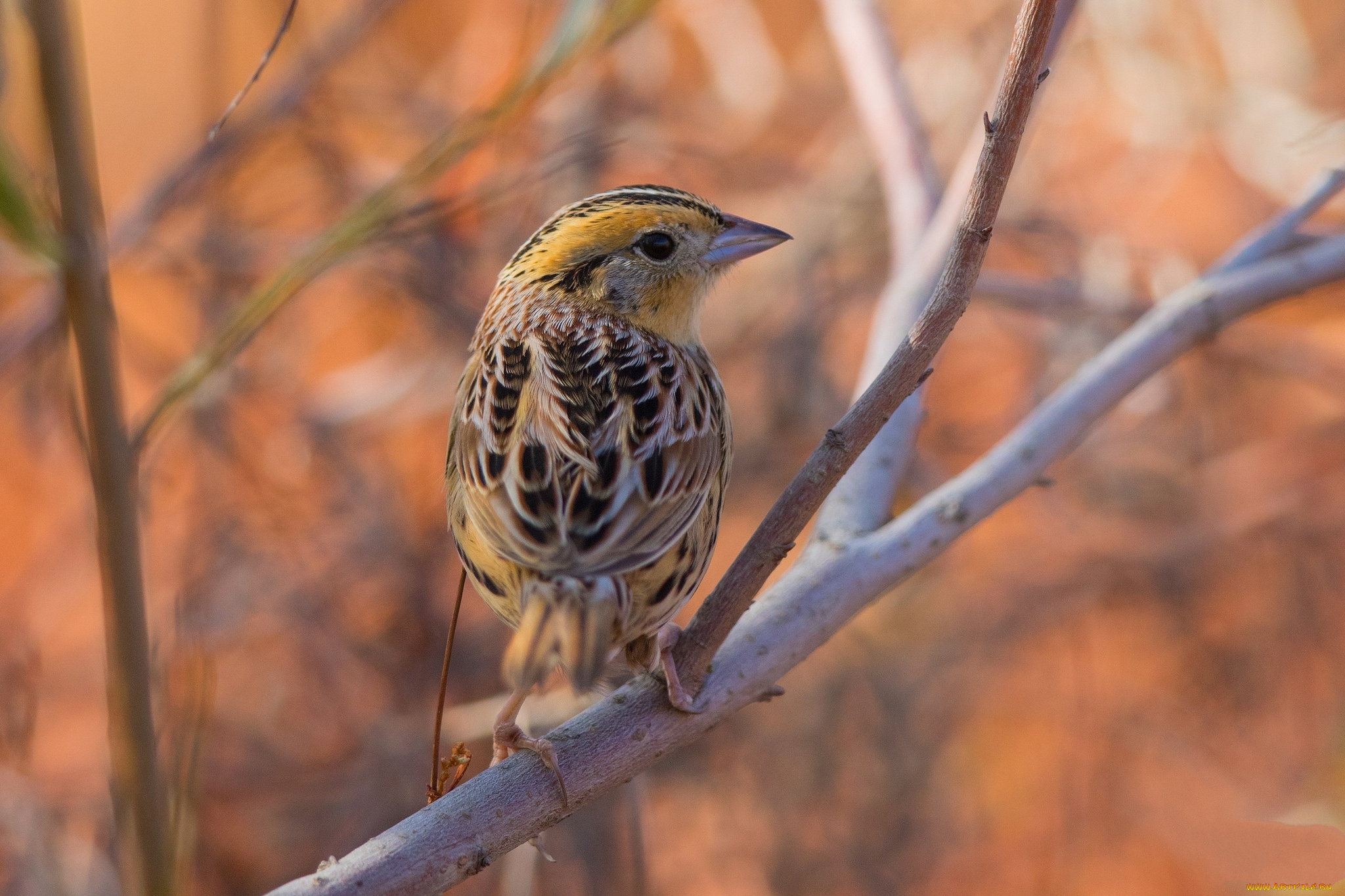 животные, птицы, птичка