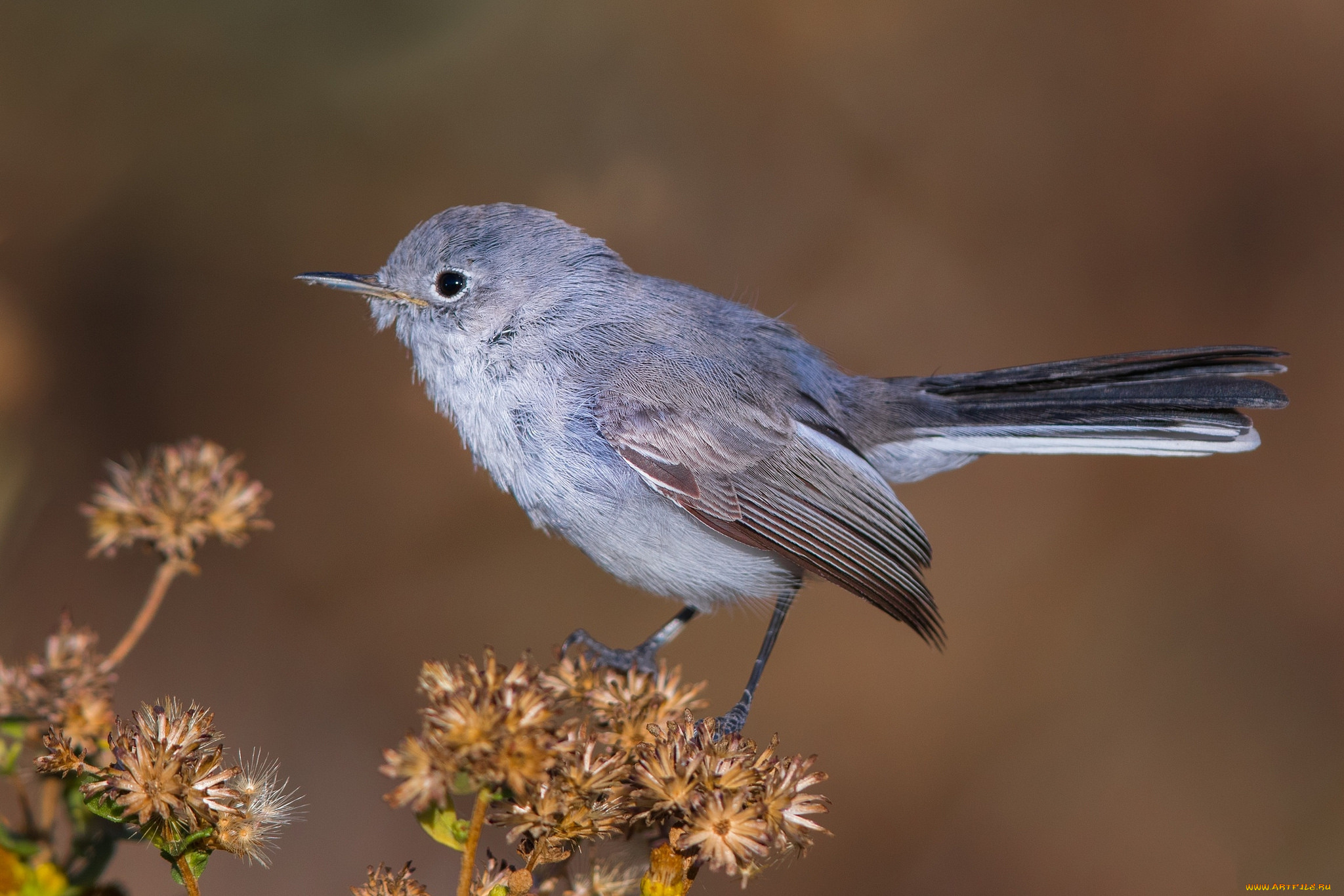 животные, птицы, птичка