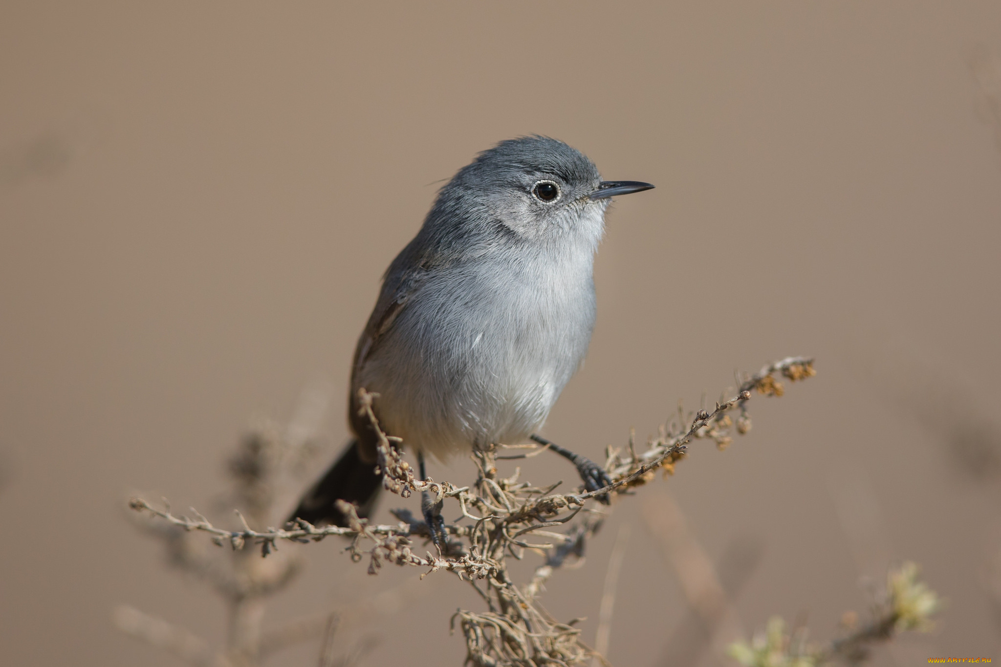 животные, птицы, птичка