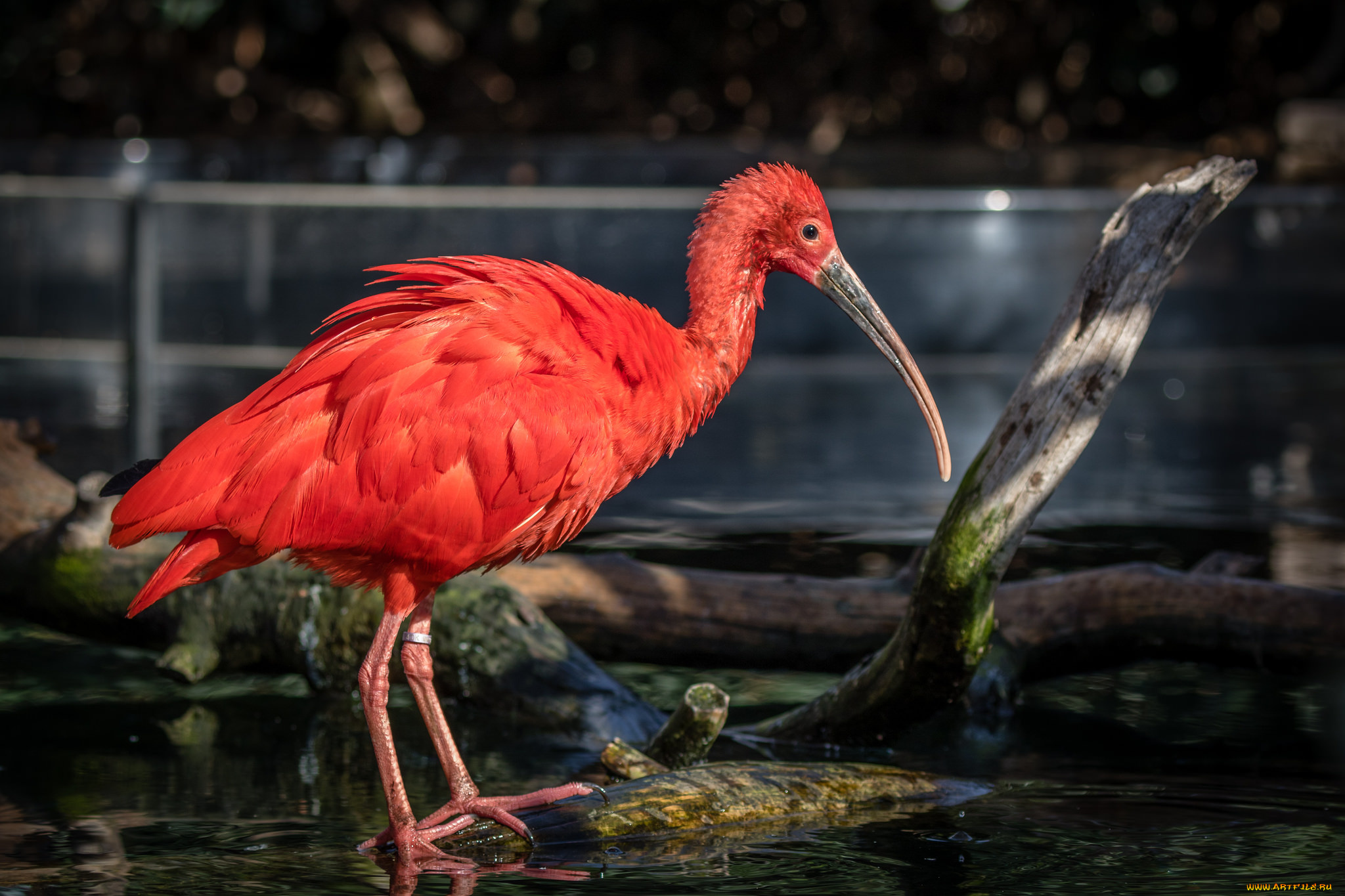 животные, птицы, птичка