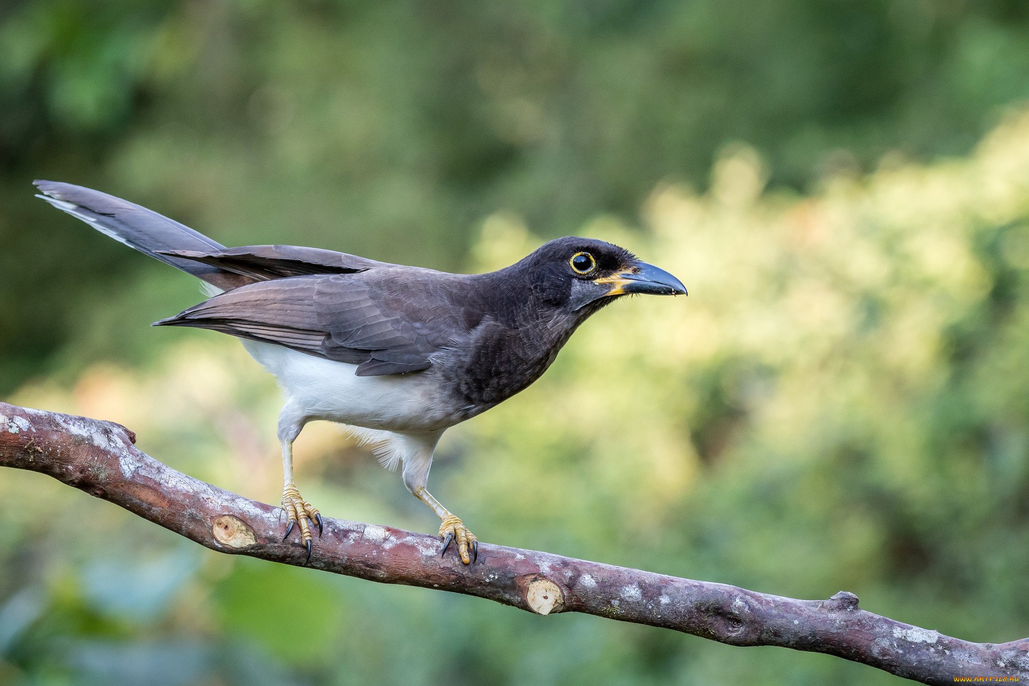 животные, птицы, птичка