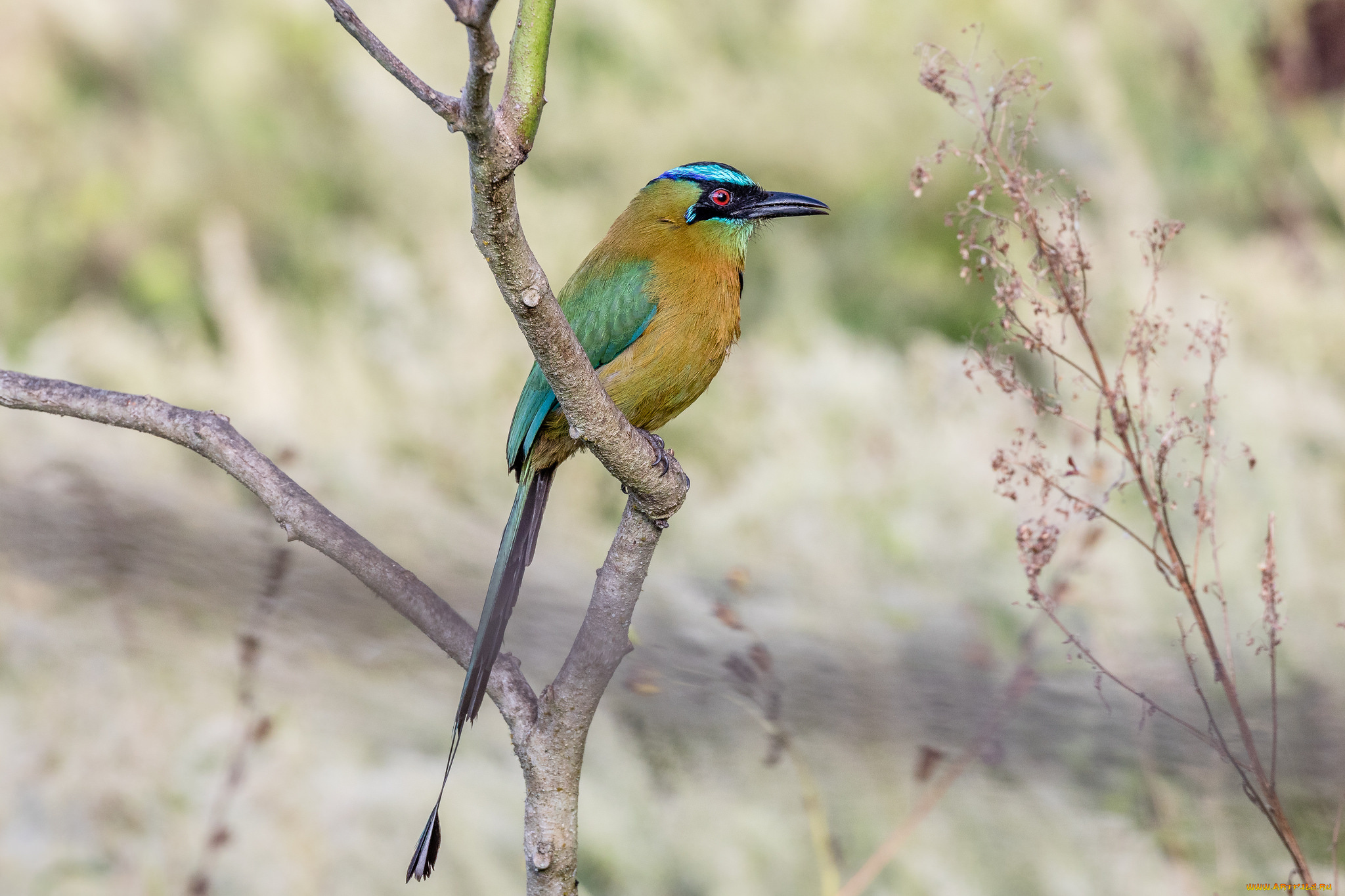 животные, птицы, птичка