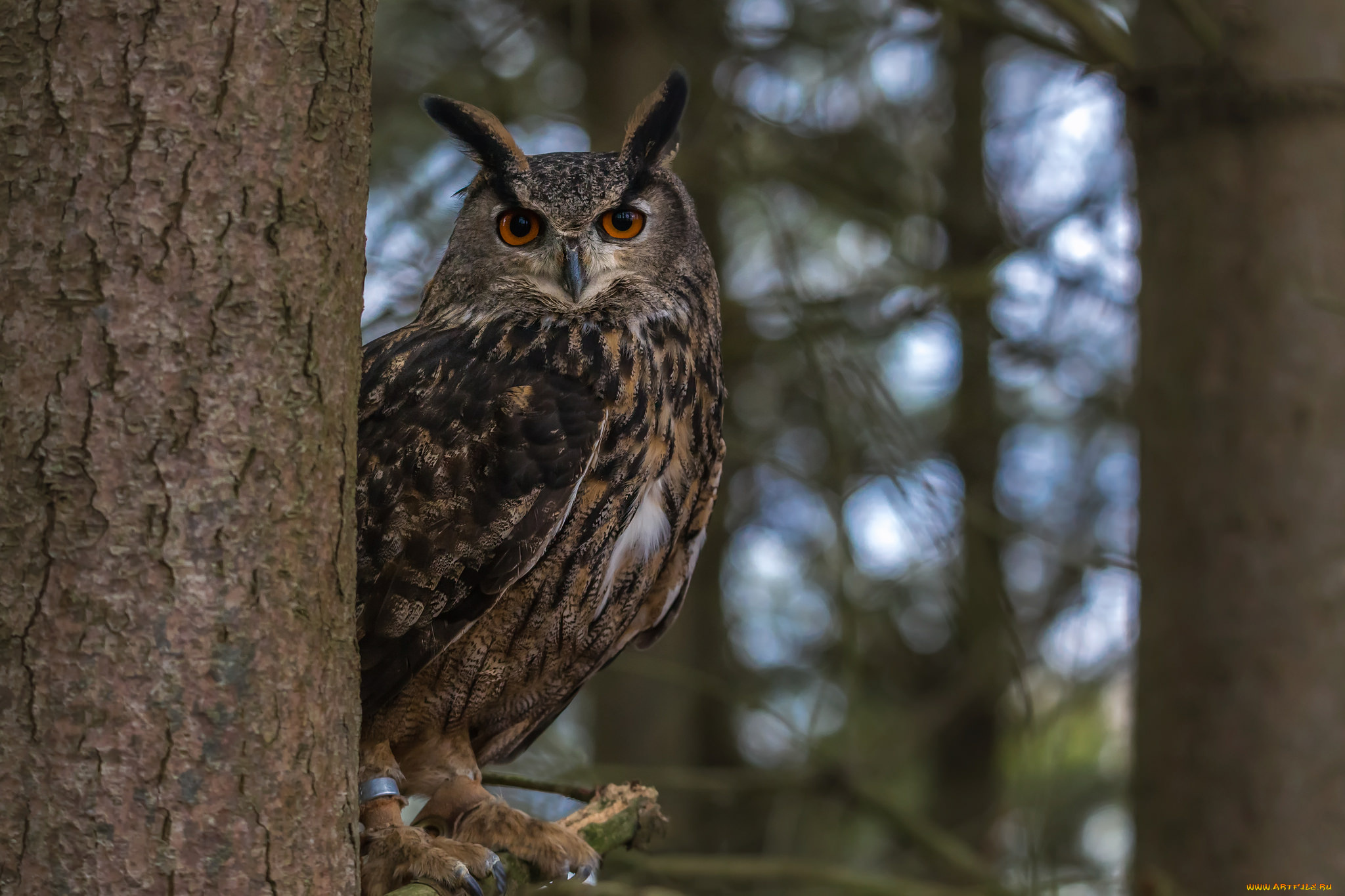 животные, совы, филин