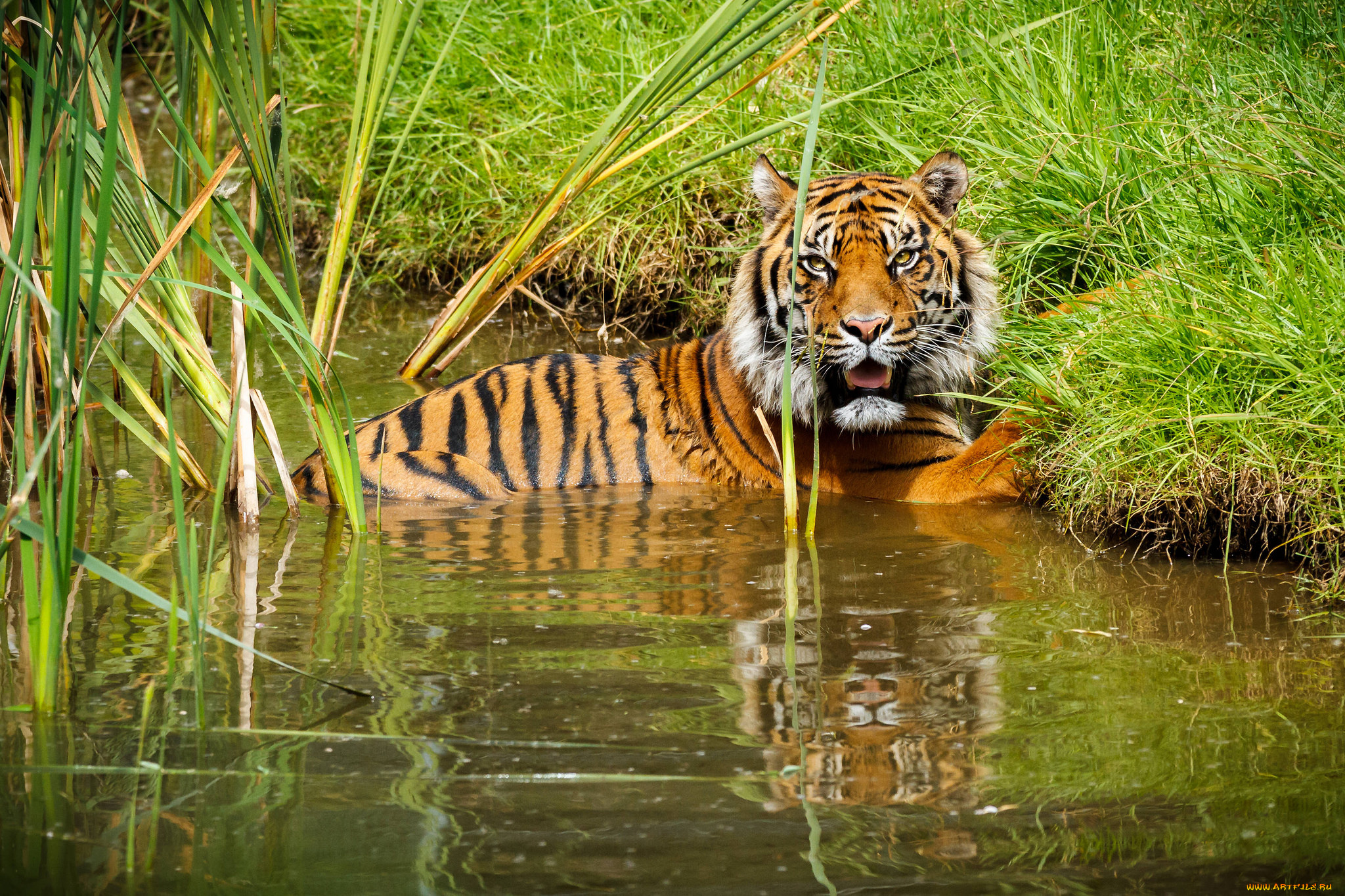 животные, тигры, хищник