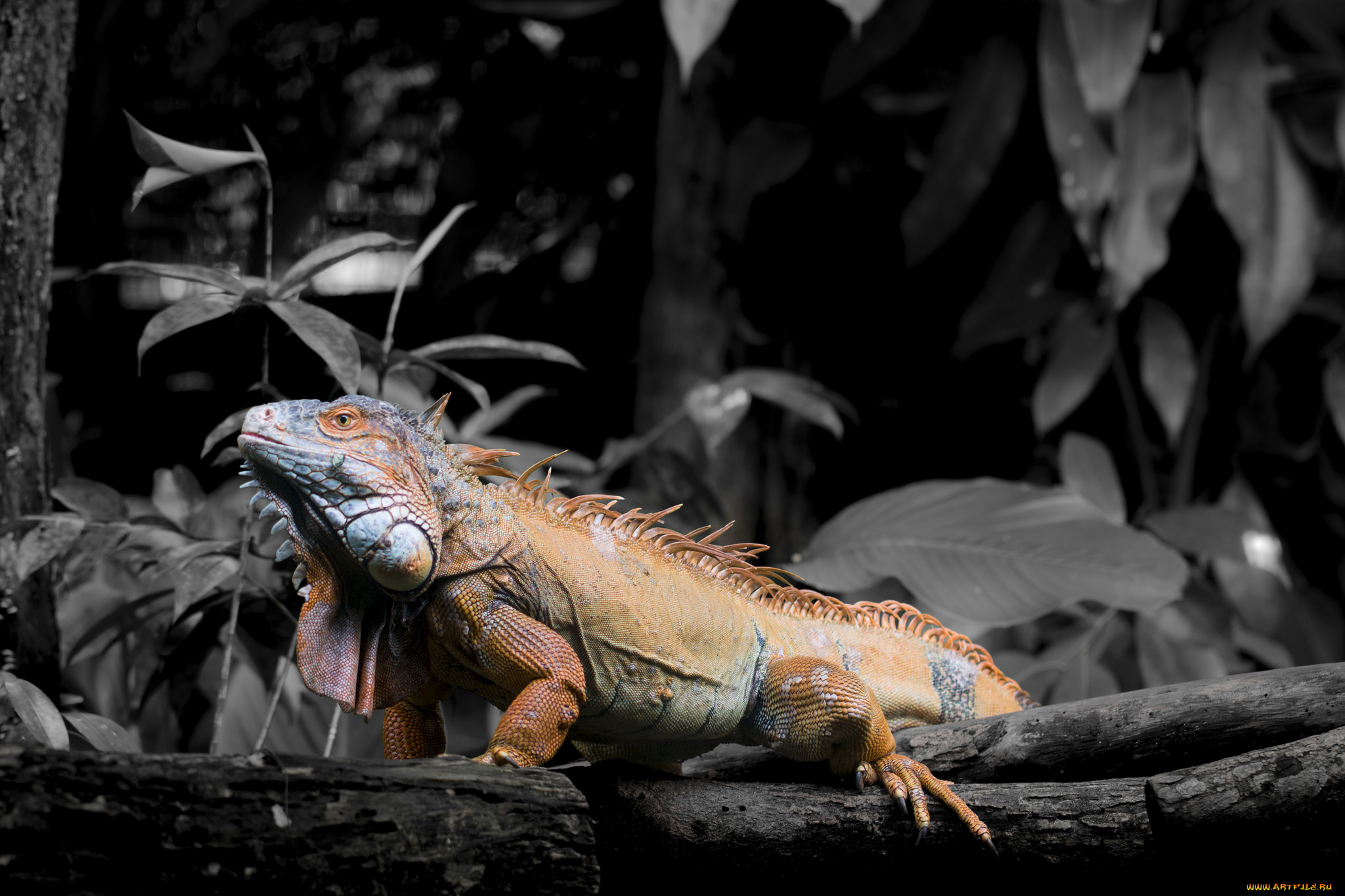 животные, Ящерицы, , игуаны, , вараны, игуана