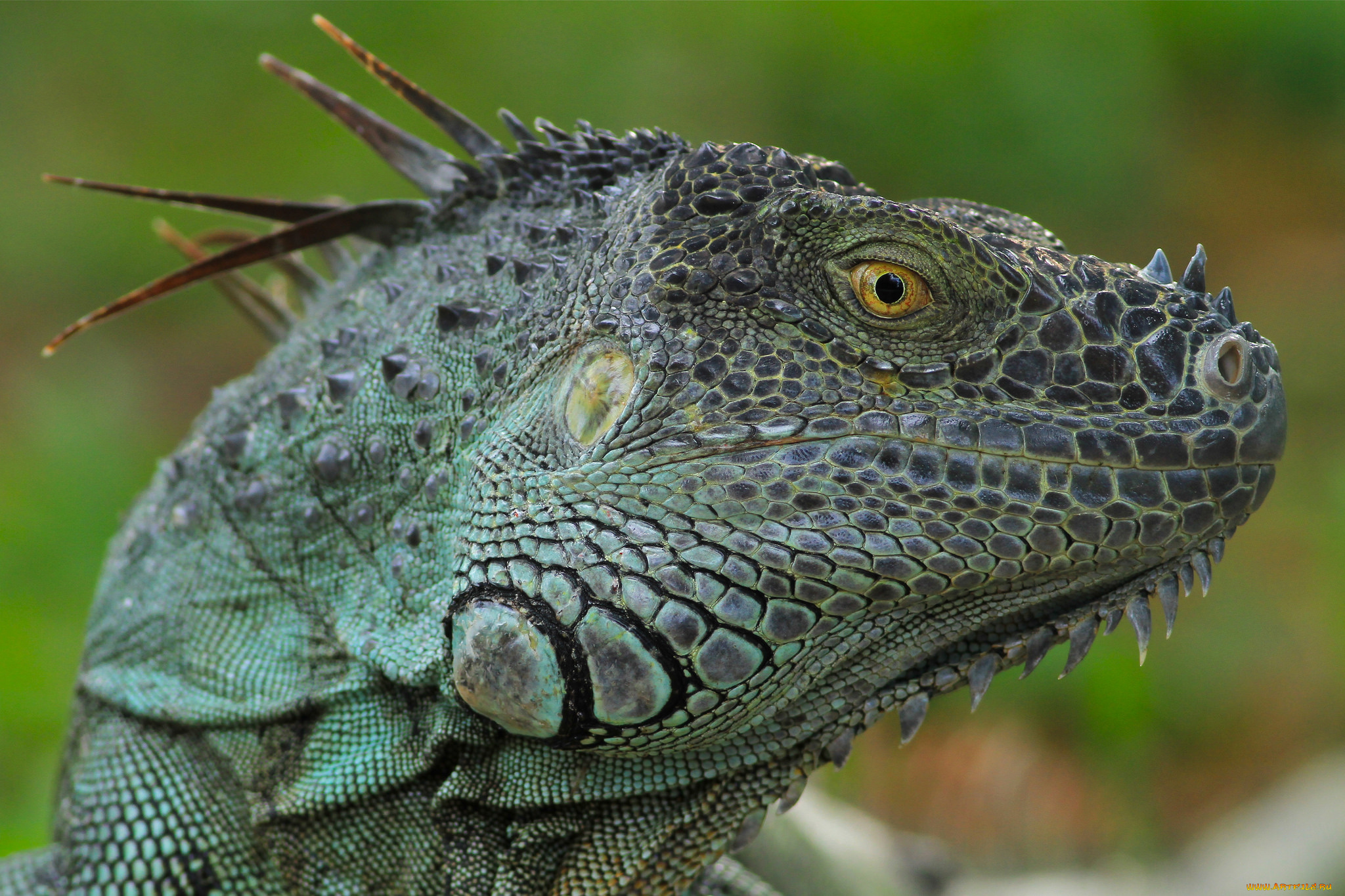 животные, Ящерицы, , игуаны, , вараны, ящерка