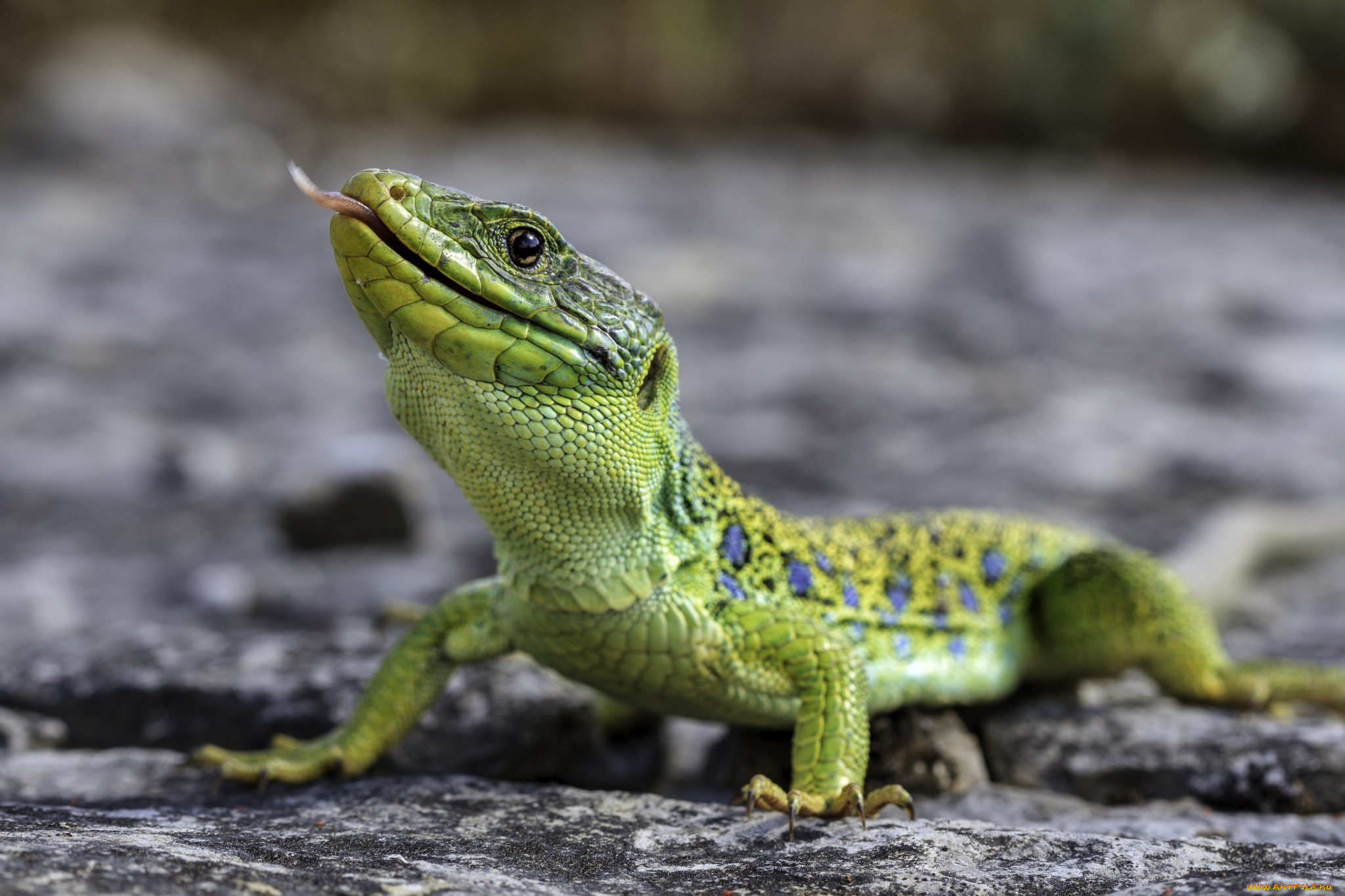 животные, Ящерицы, , игуаны, , вараны, ящерка