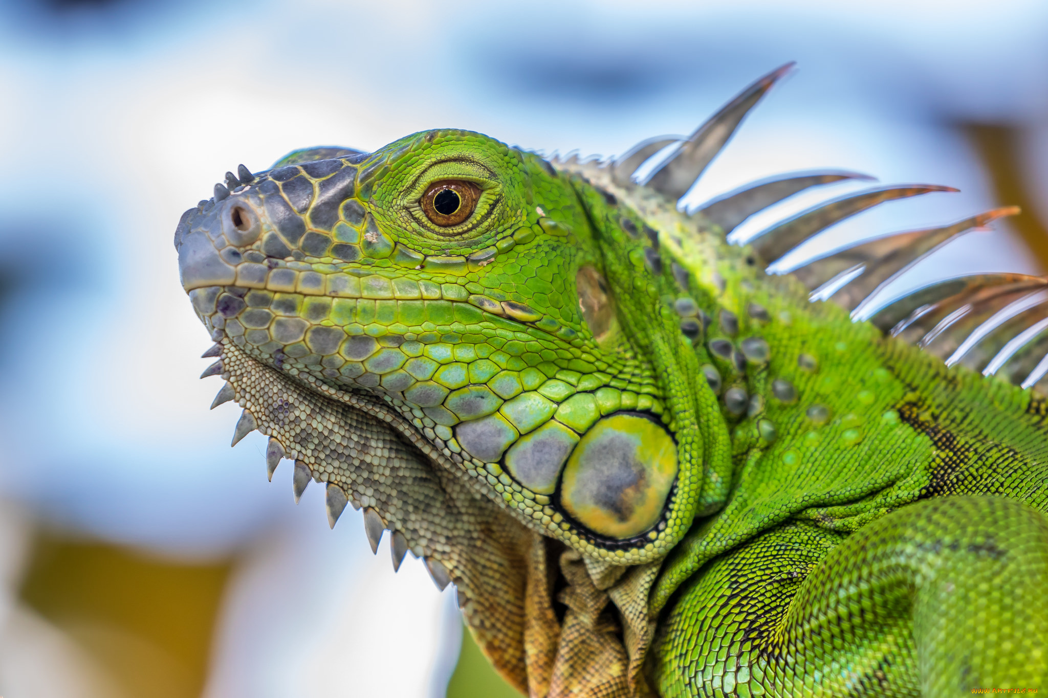 животные, Ящерицы, , игуаны, , вараны, ящерка