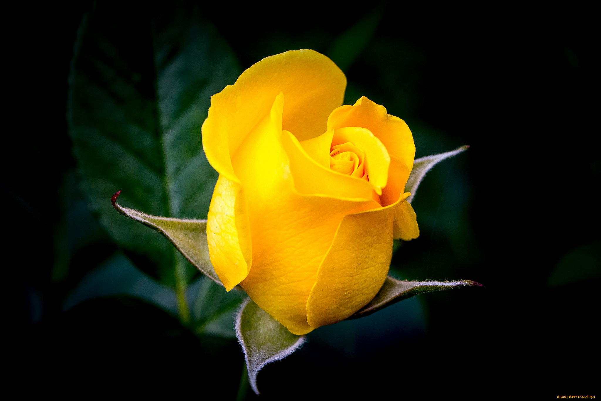 цветы, розы, роза