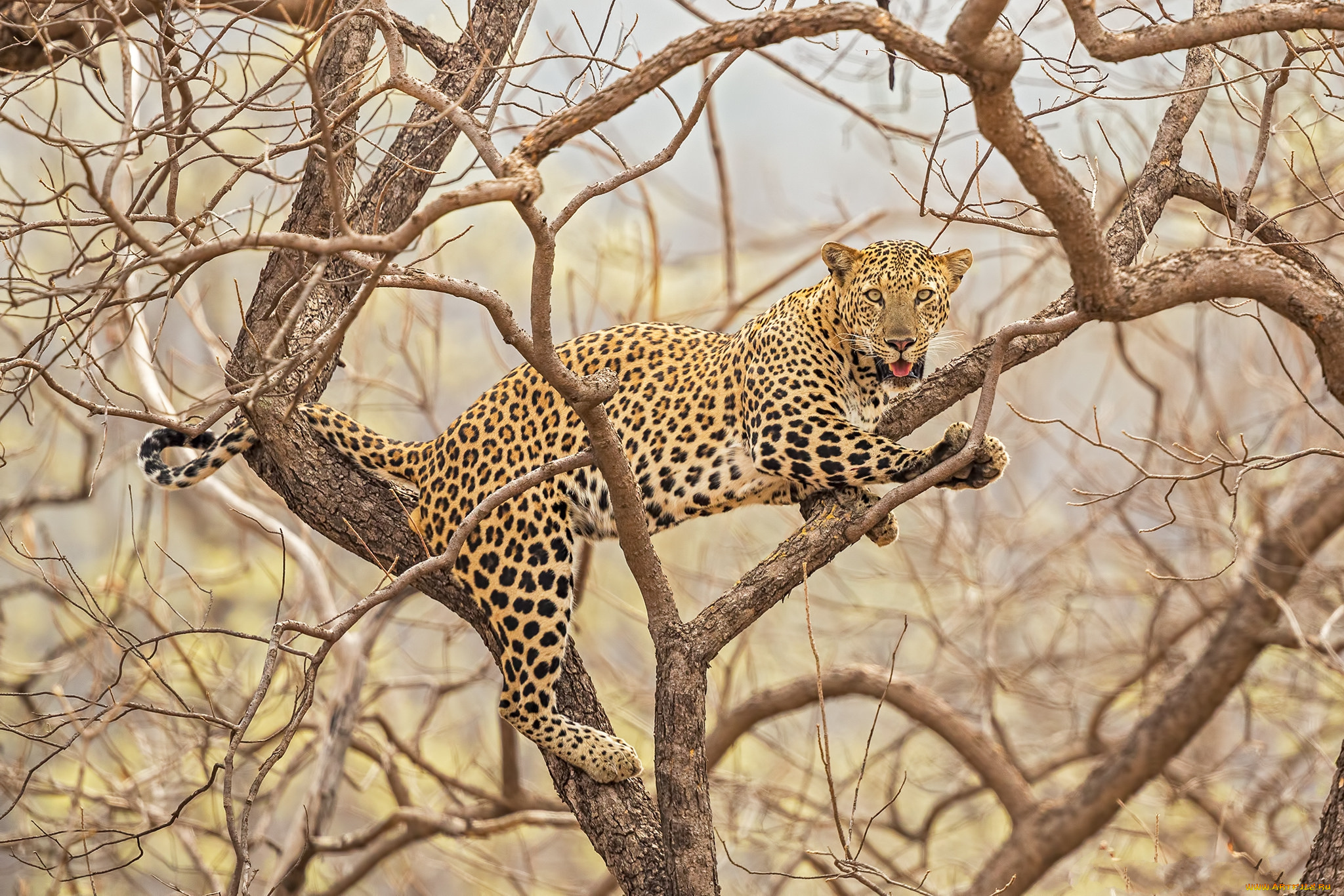 животные, леопарды, хищник